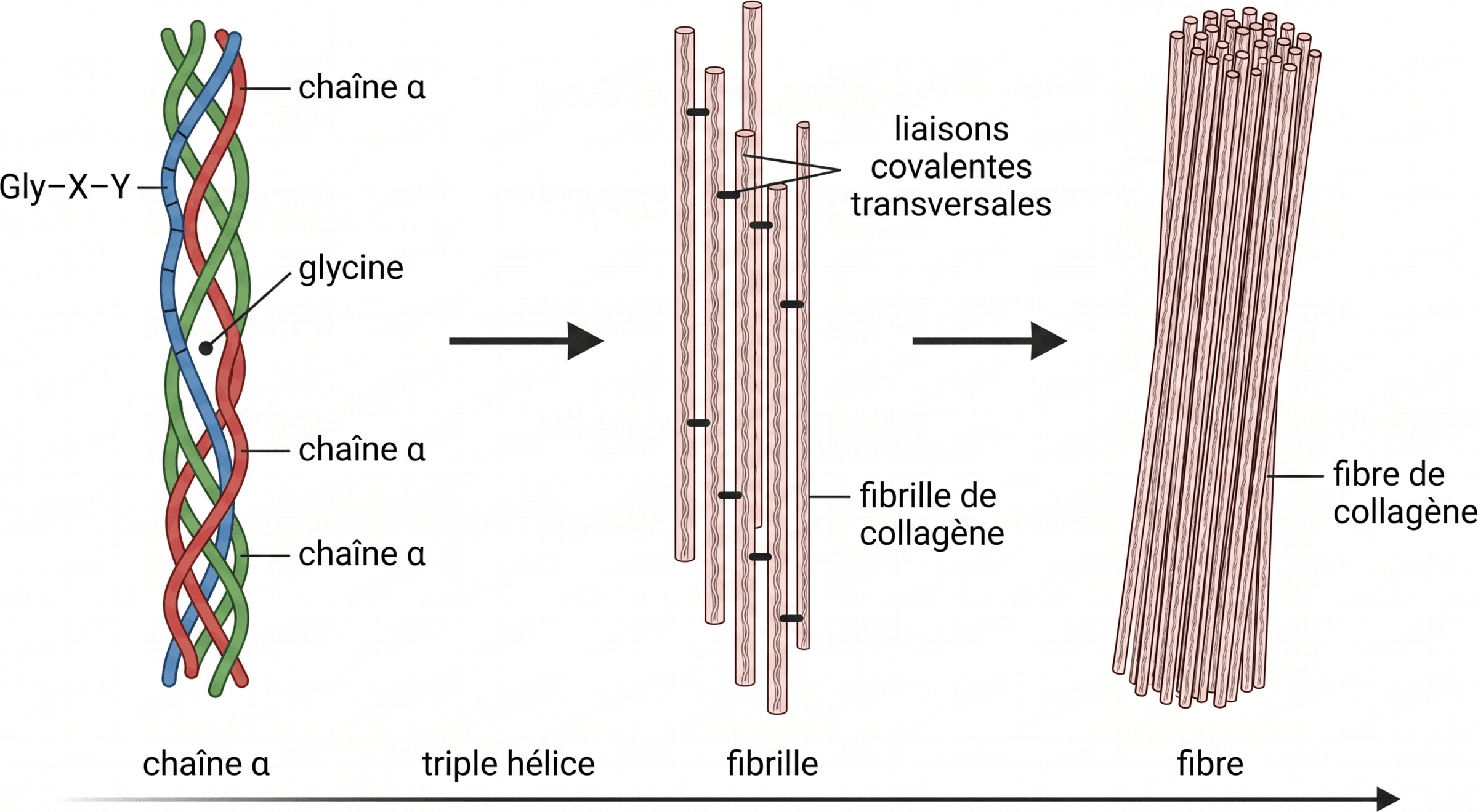 De la chaîne α à la fibre de collagène