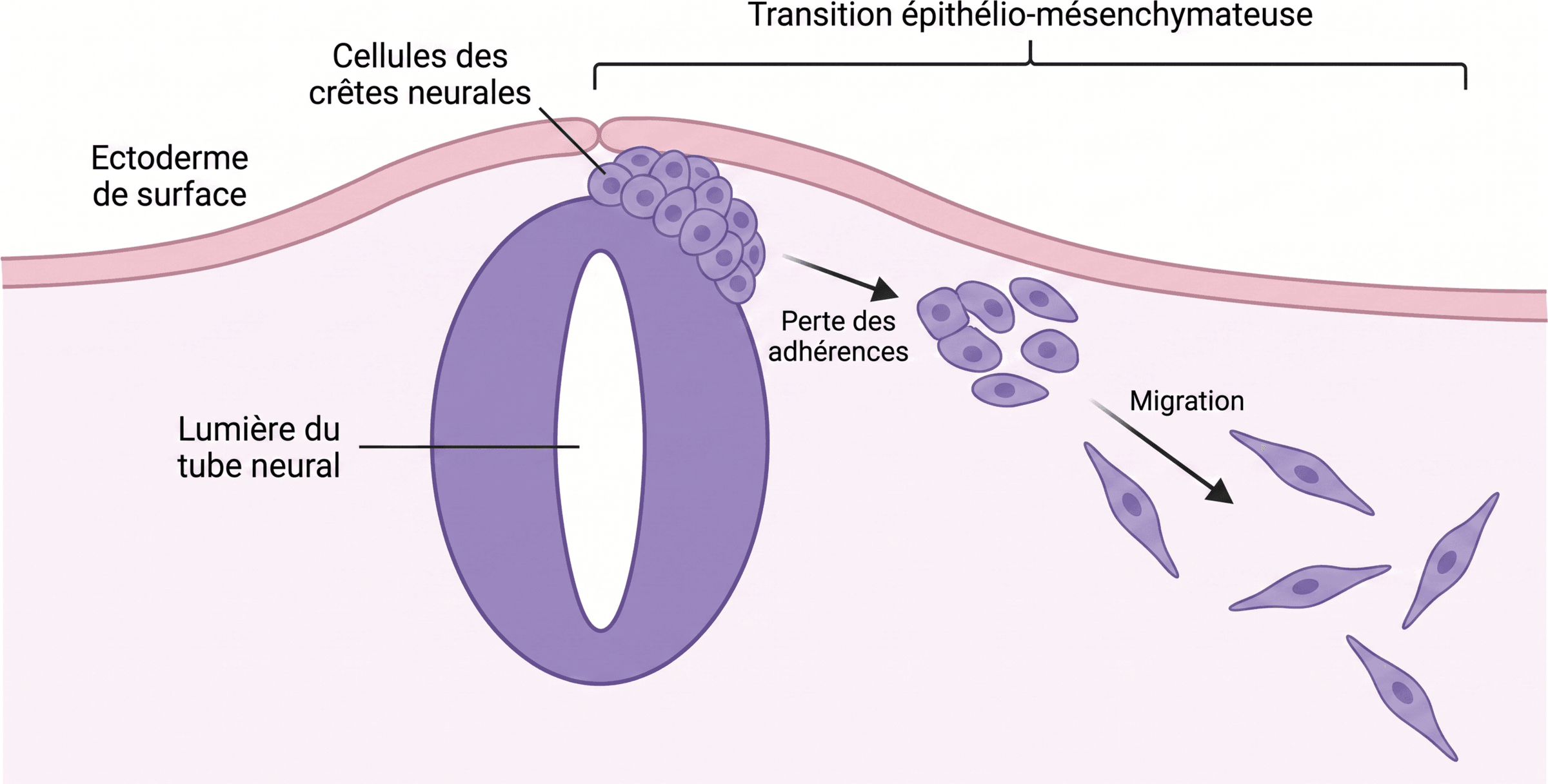 Individualisation et migration des cellules des crêtes neurales