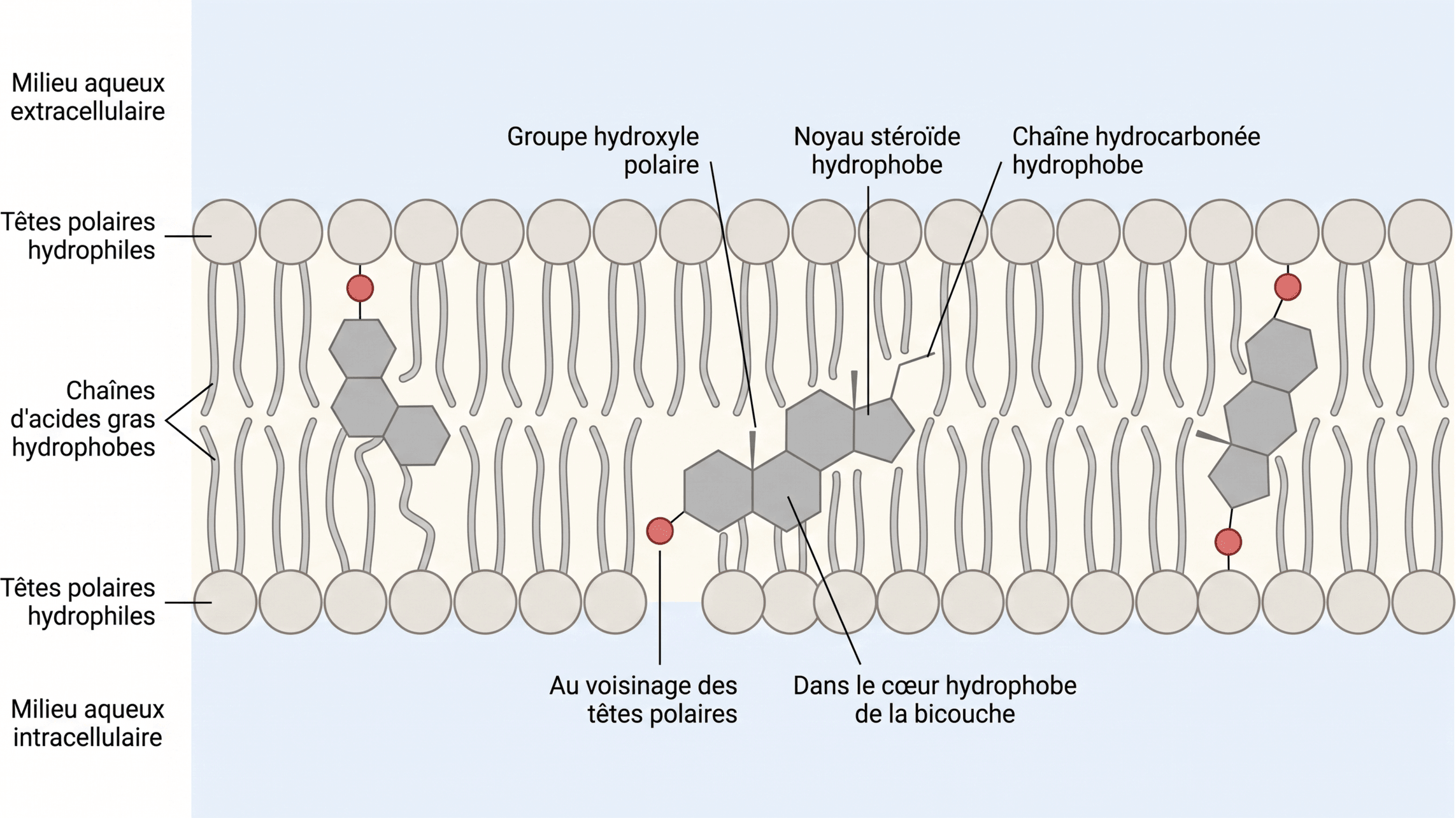 Insertion du cholestérol dans une bicouche lipidique