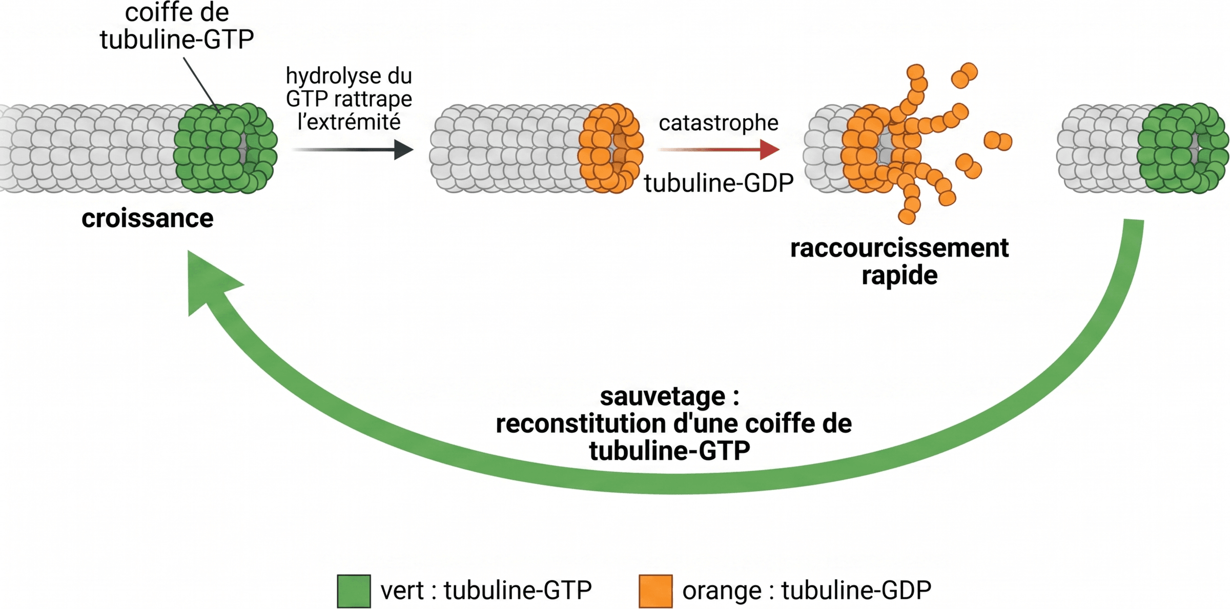 Cycle de l'instabilité dynamique d'un microtubule