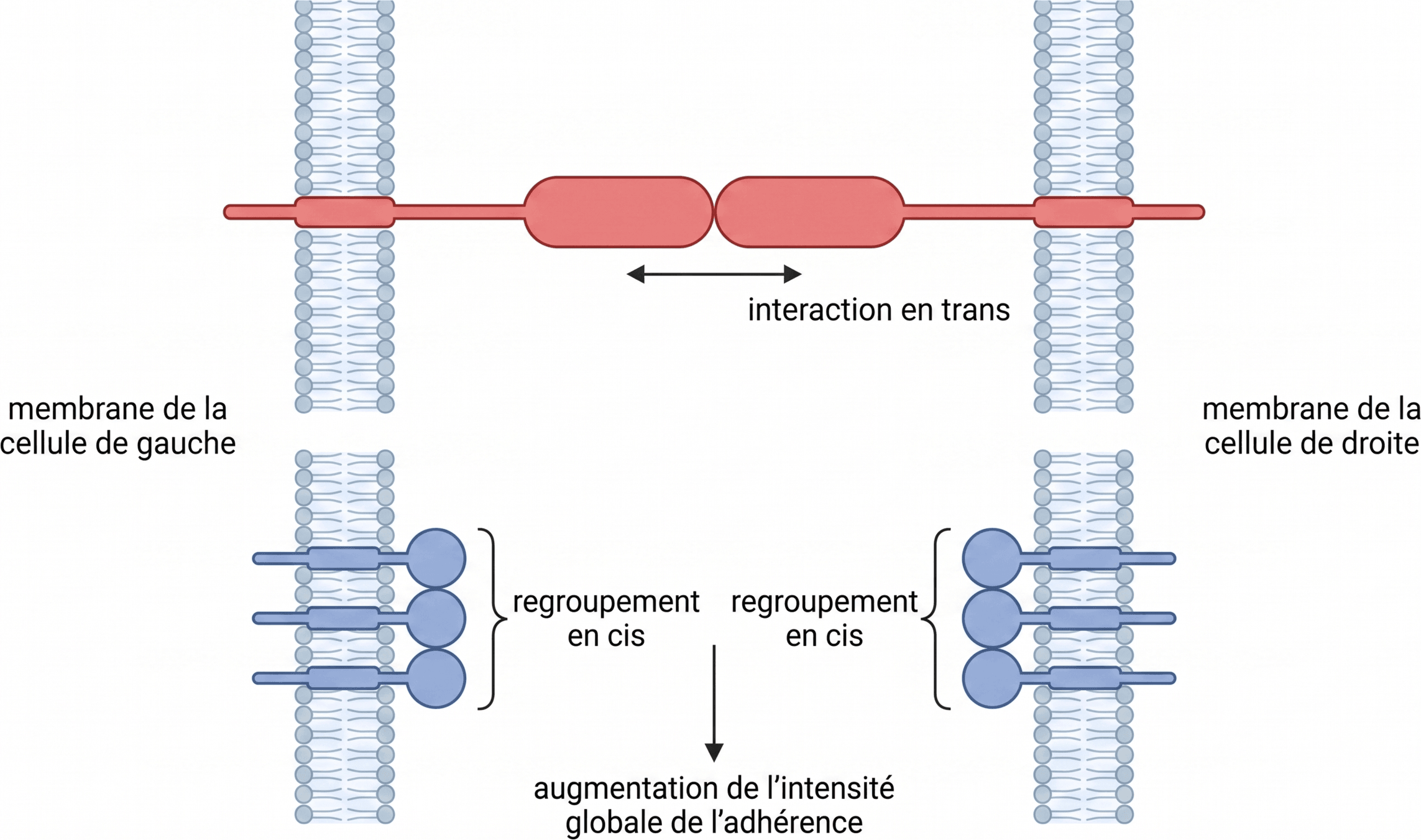 Interactions en trans et regroupement en cis