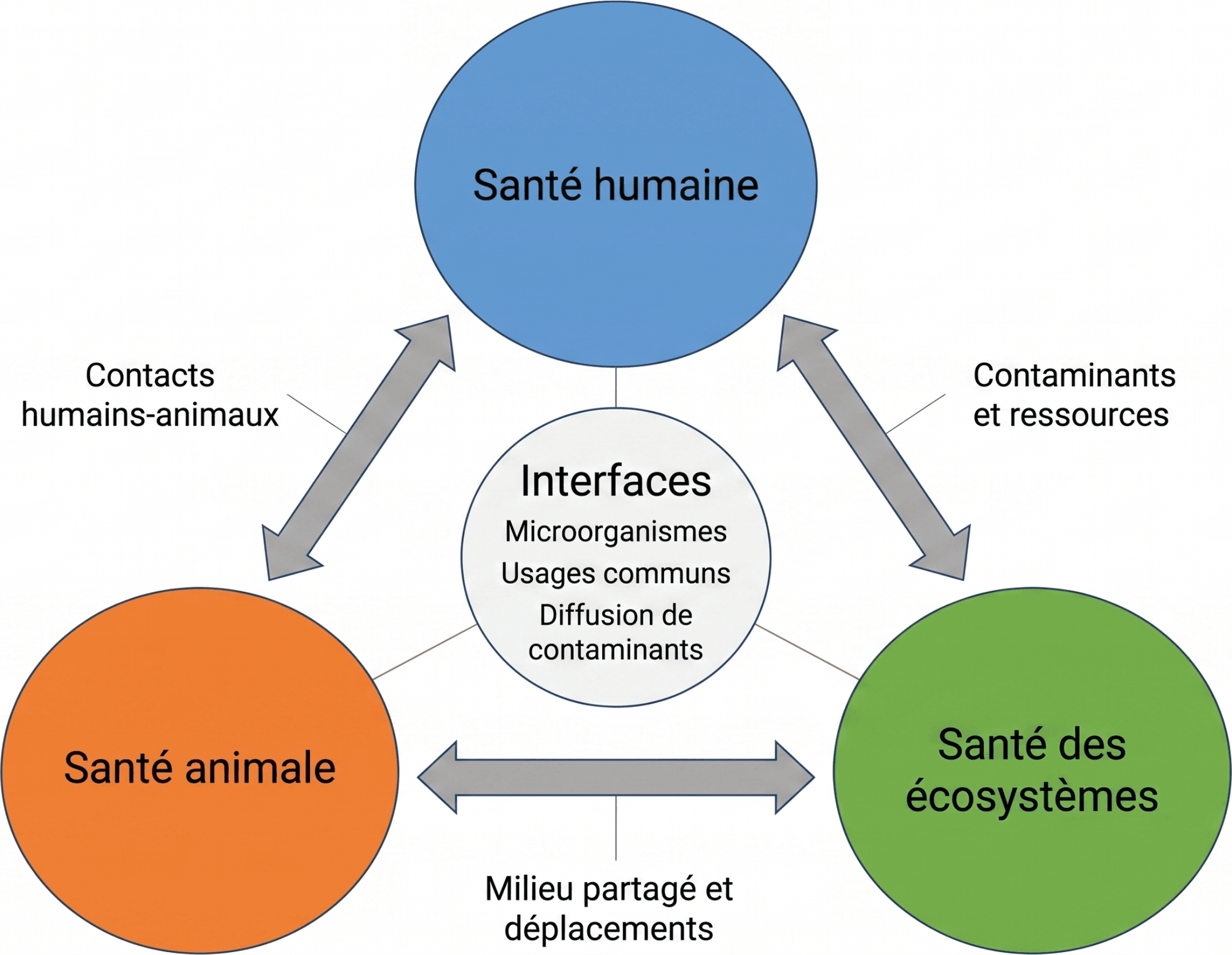 Les interfaces entre les trois composantes de l’approche Une seule santé