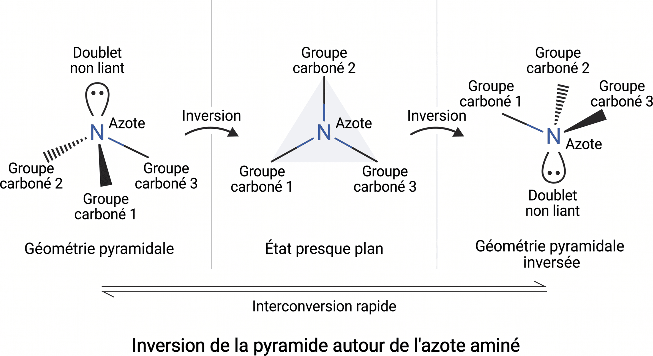 Inversion de la pyramide autour de l'azote aminé