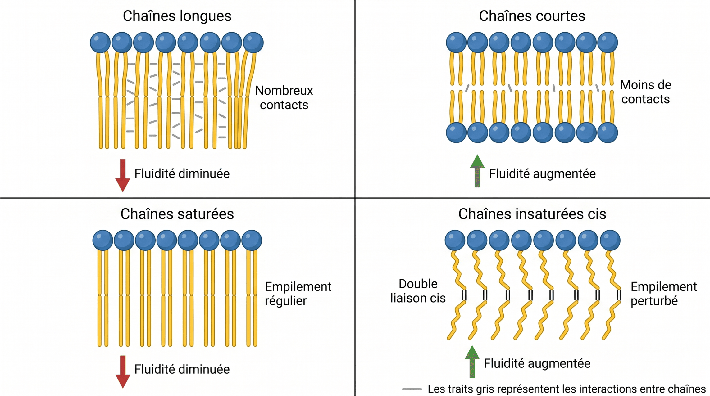 Effet de la longueur et de l’insaturation sur la fluidité