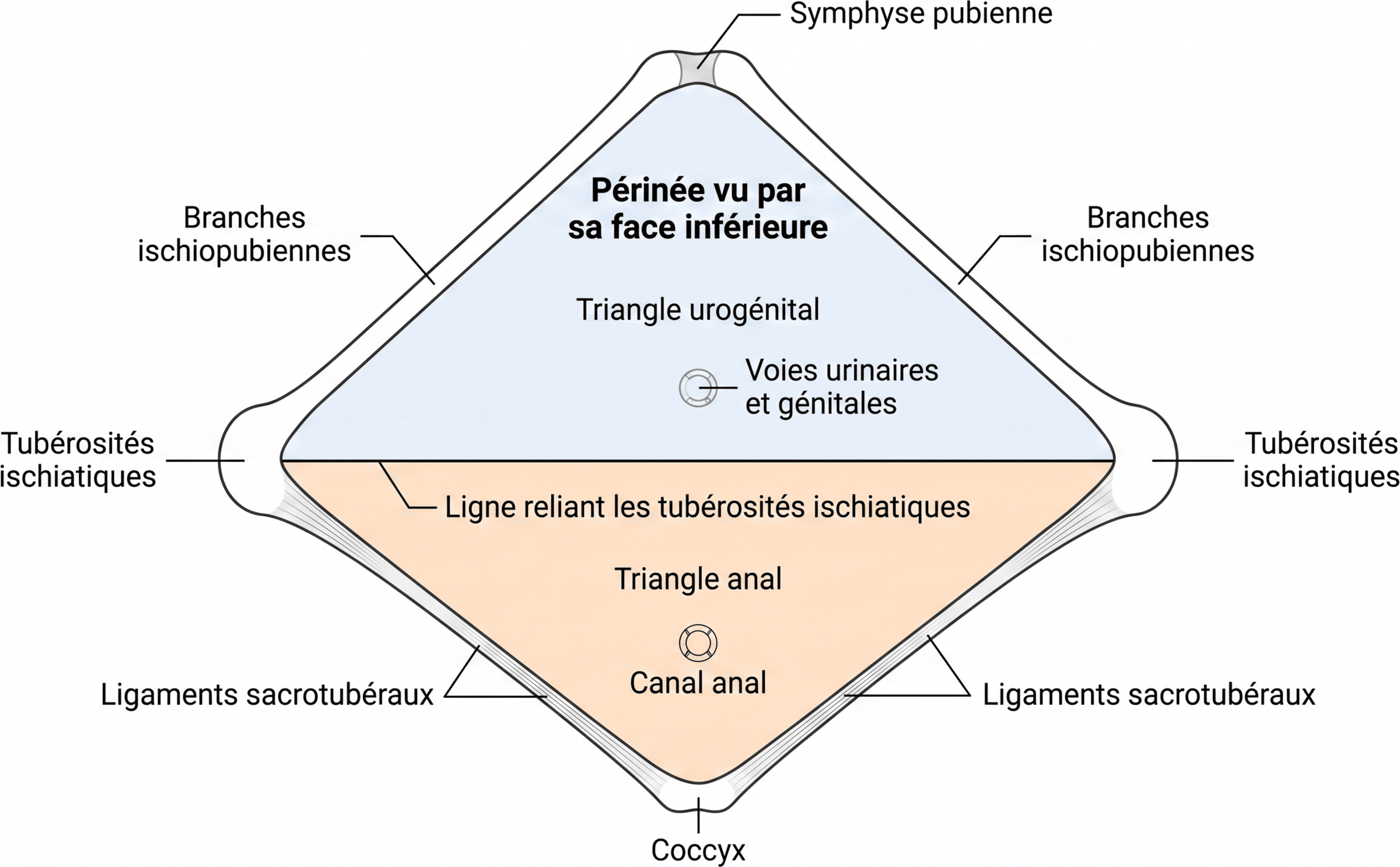 Limites et subdivisions du périnée