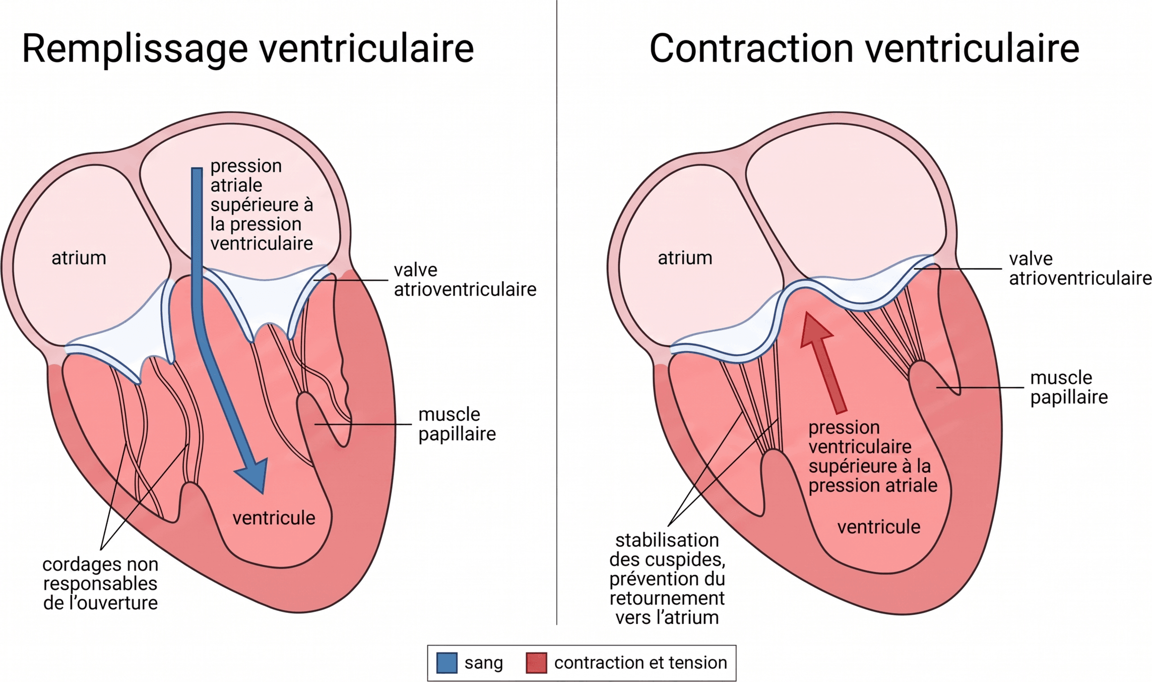 Ouverture et stabilisation d'une valve atrioventriculaire