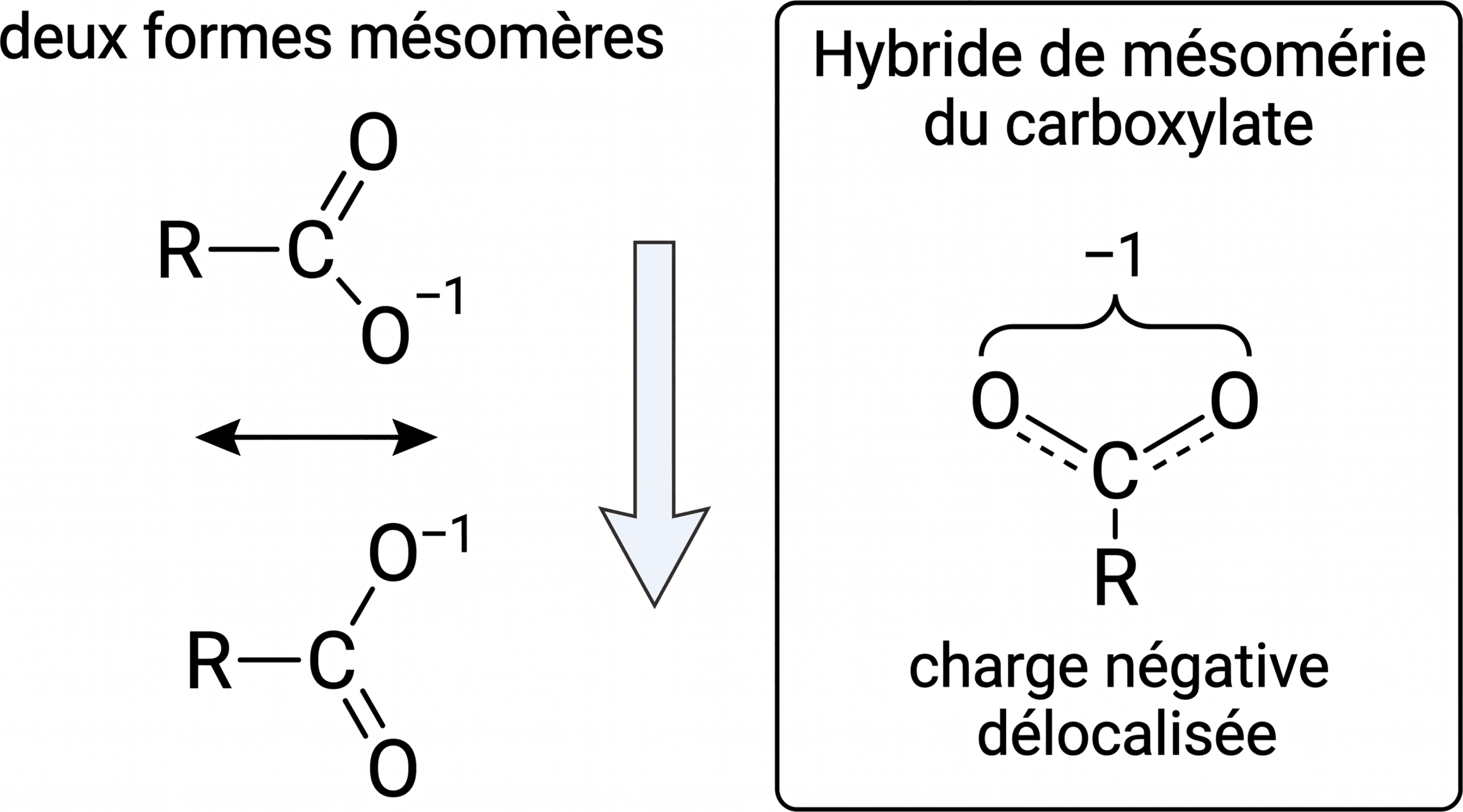 Délocalisation de la charge dans l’ion carboxylate