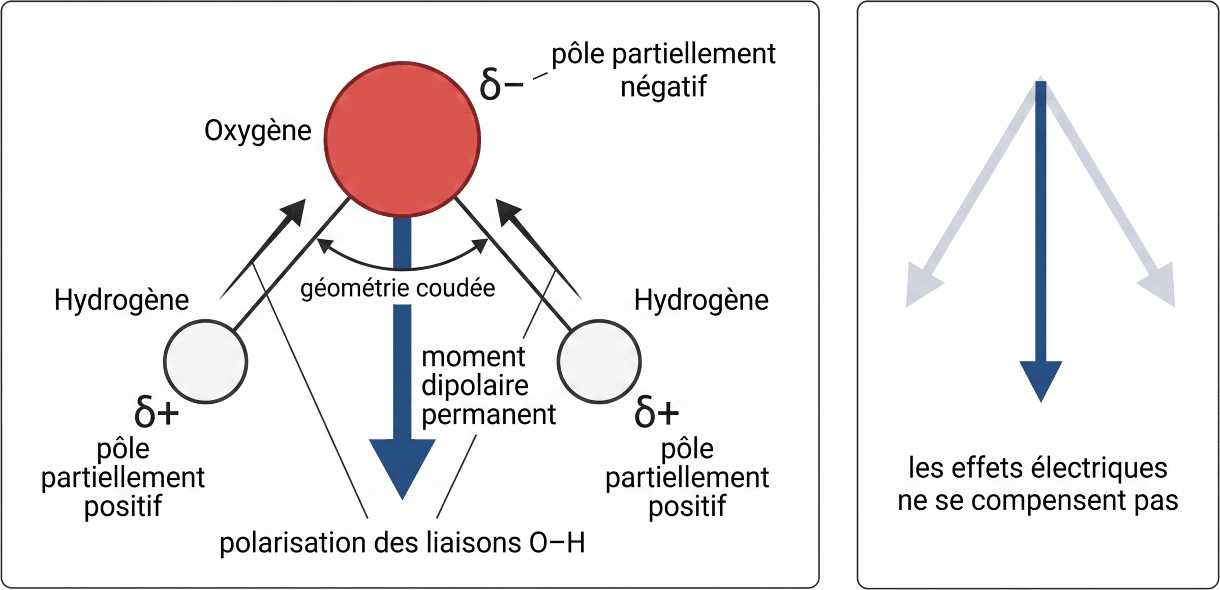 Géométrie coudée et dipôle permanent de l'eau