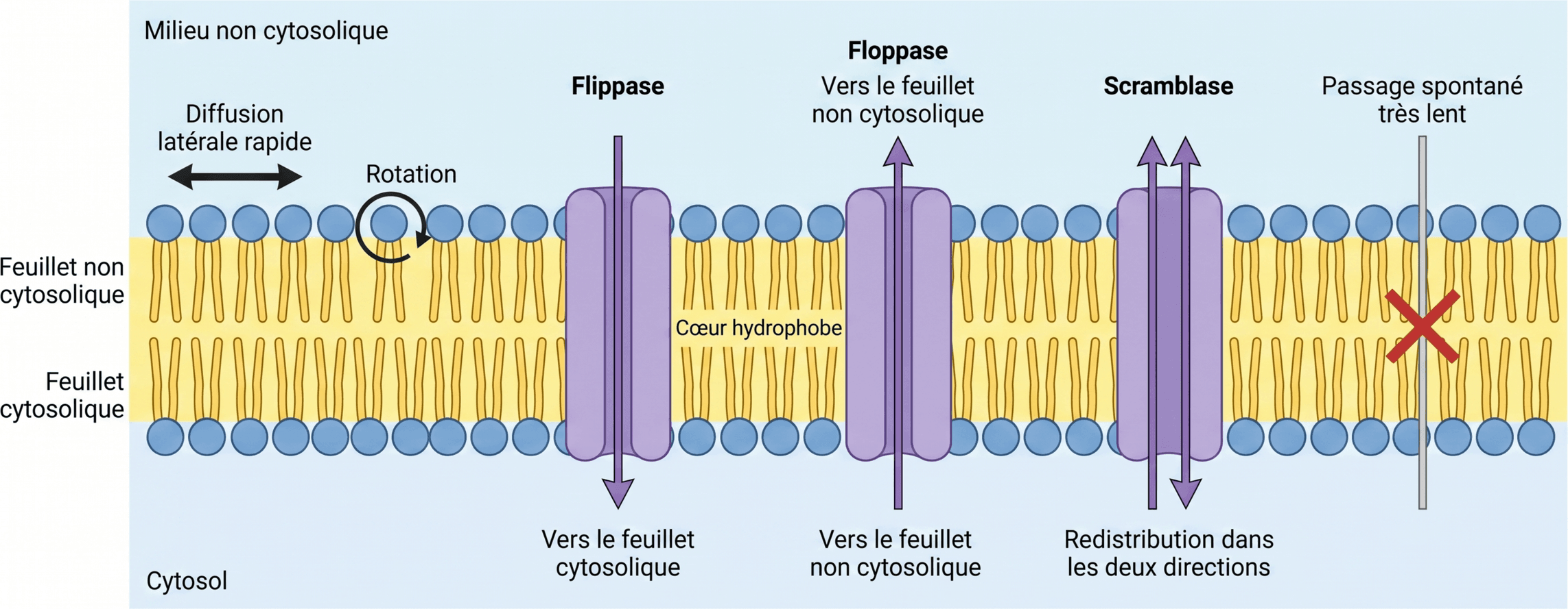 Mouvements des lipides dans la bicouche