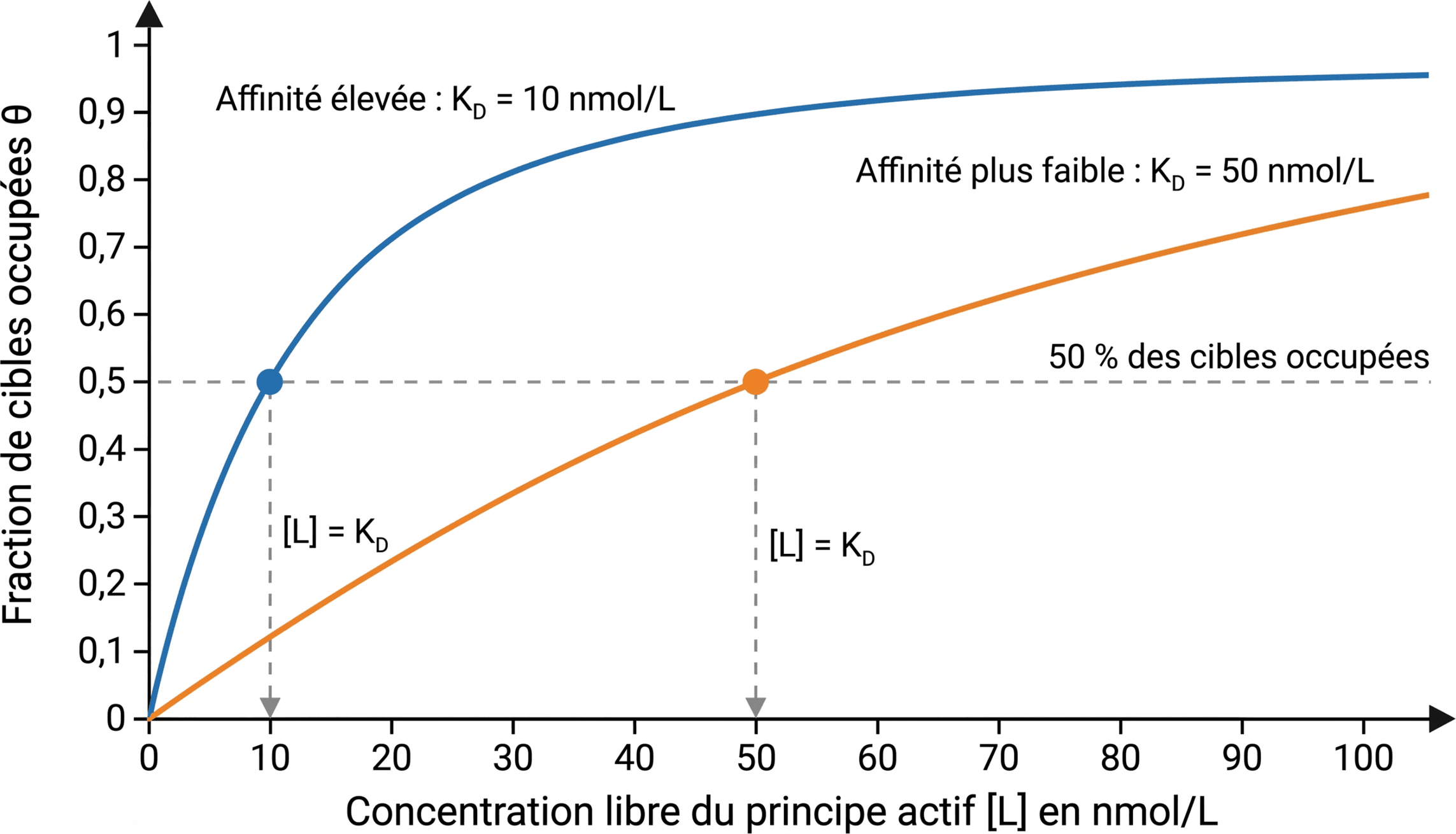 Occupation des cibles selon l’affinité