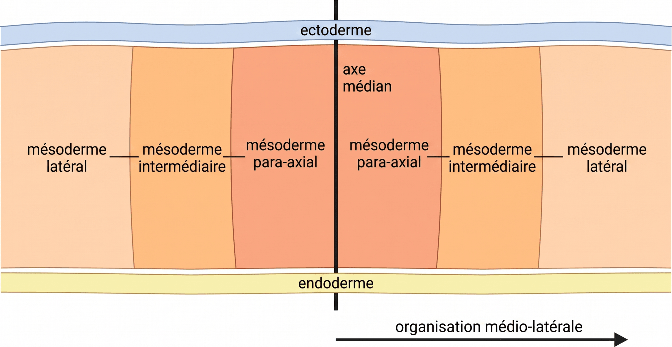 Organisation médio-latérale du mésoderme intra-embryonnaire