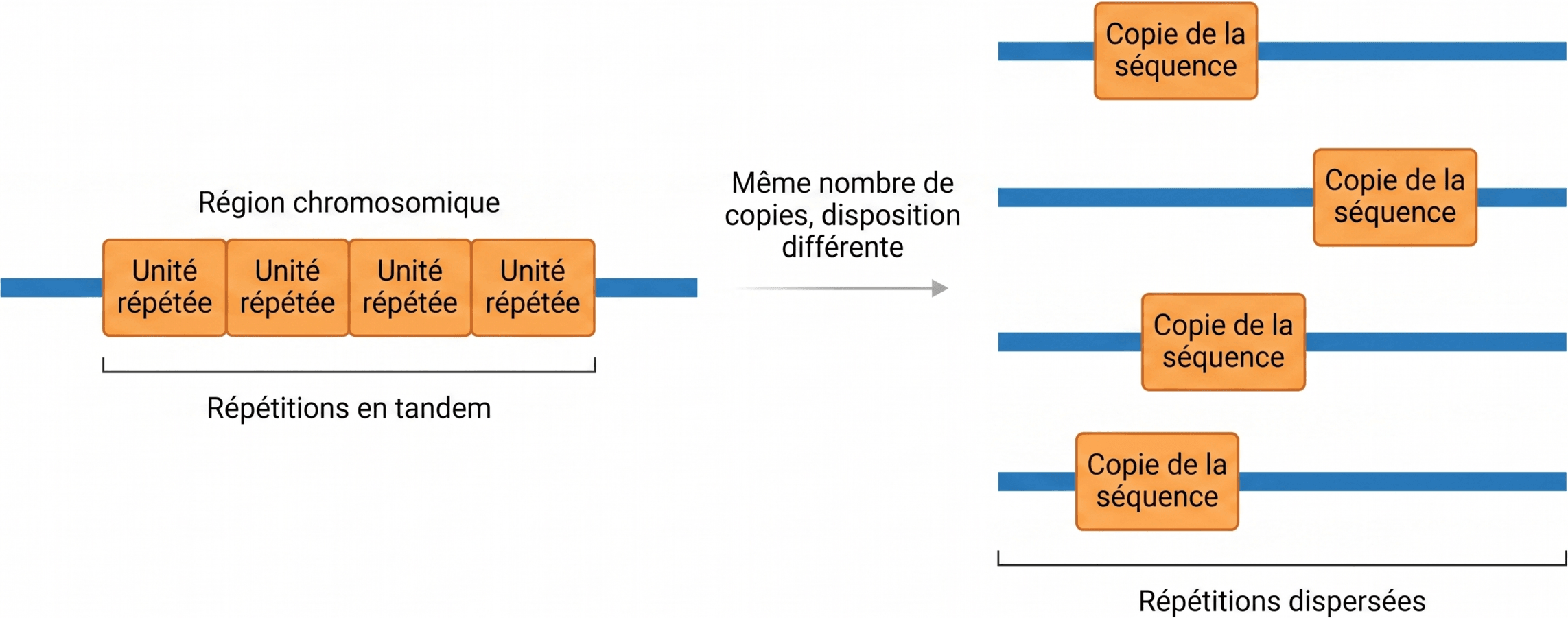 Disposition des répétitions en tandem et dispersées