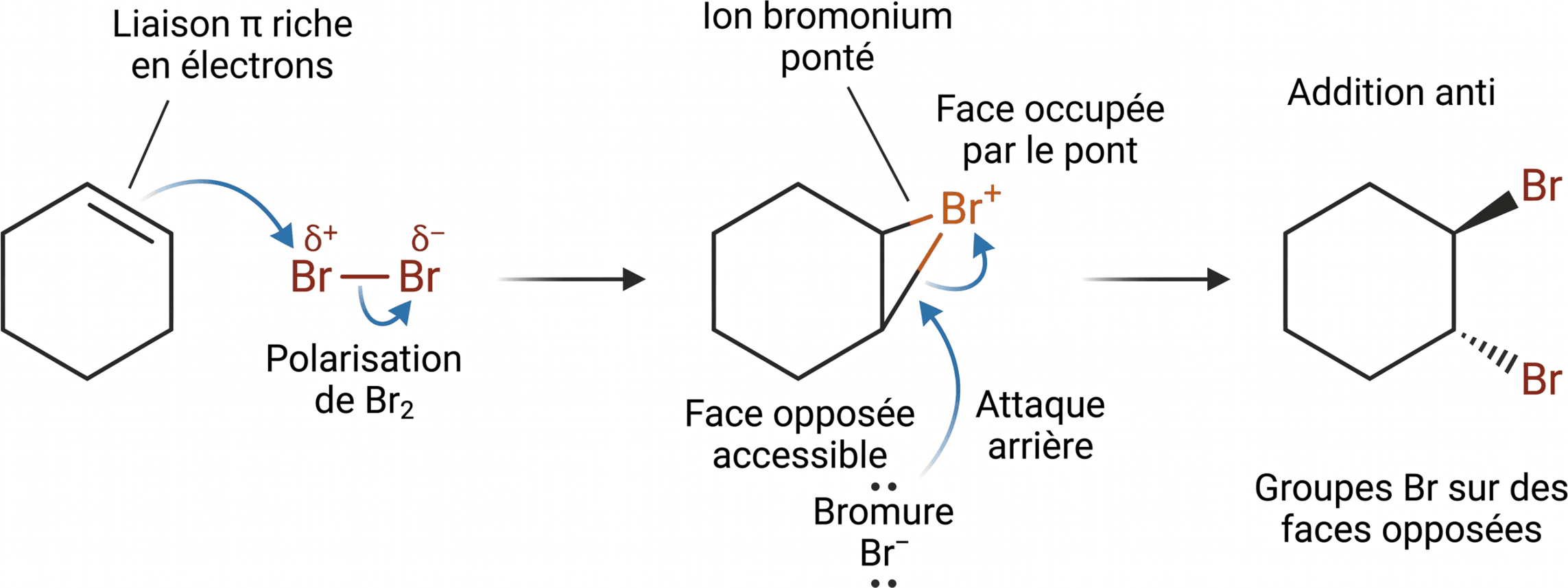 Ouverture anti d’un ion bromonium ponté