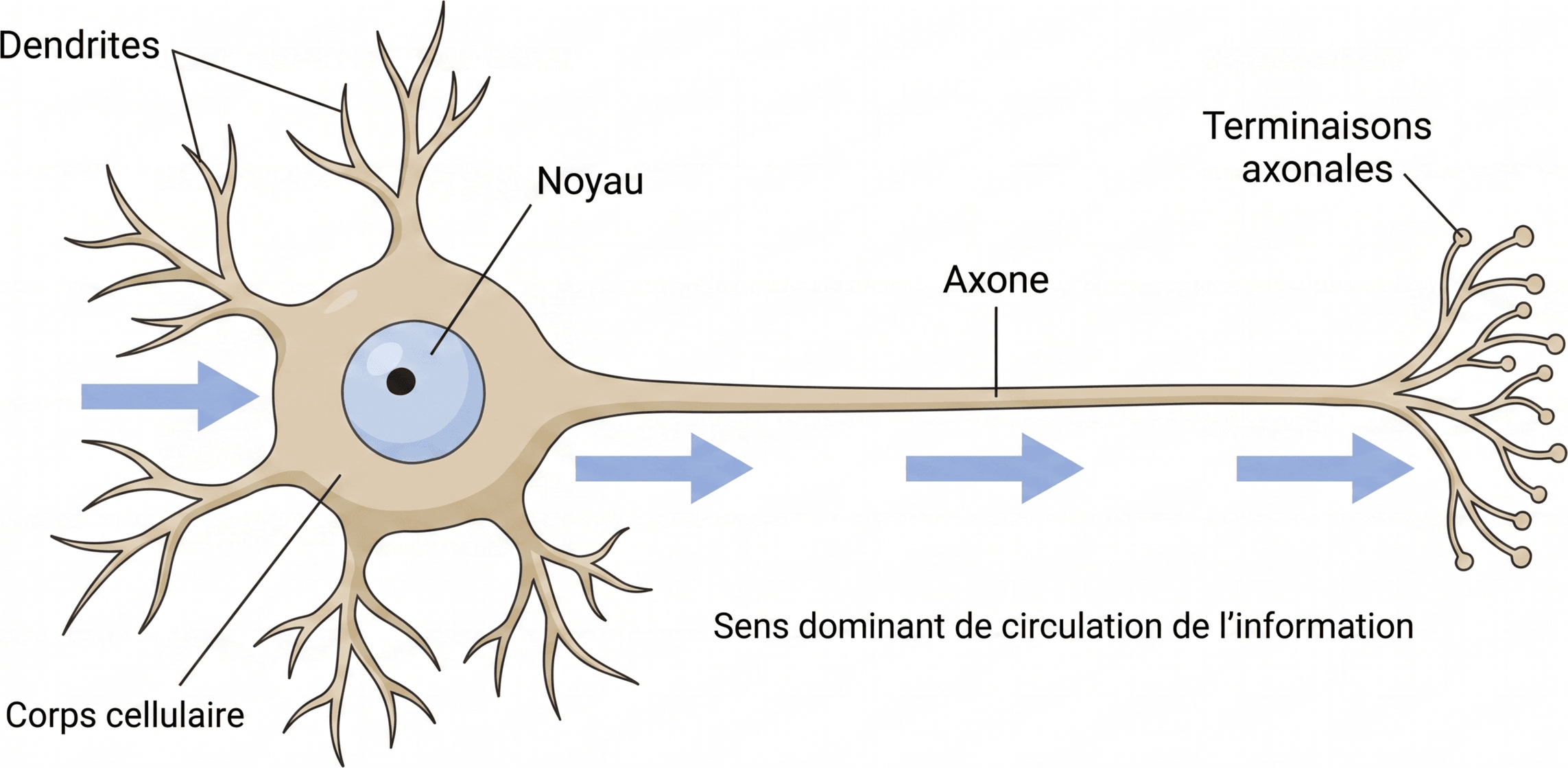 Polarité fonctionnelle générale du neurone