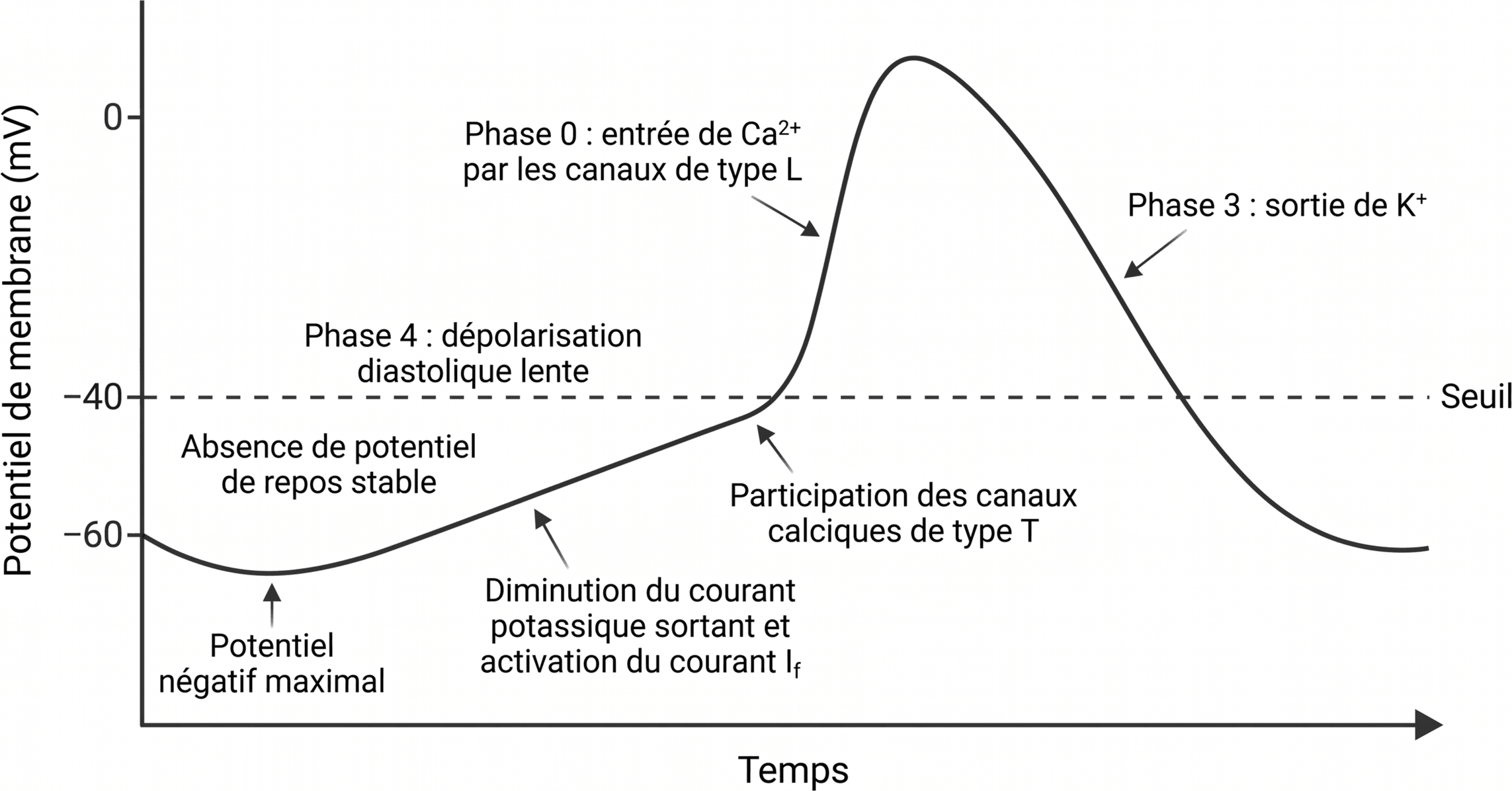 Potentiel d’action d’une cellule nodale