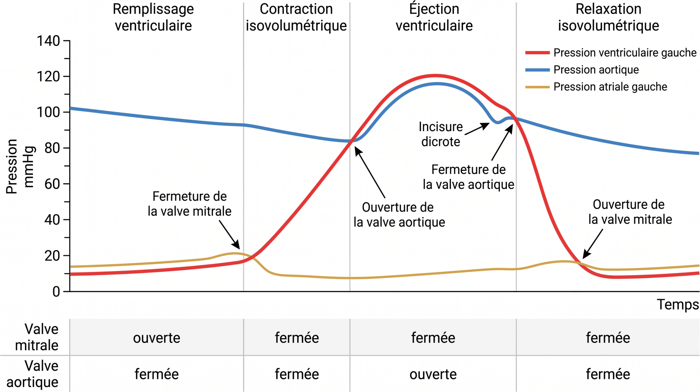Variations des pressions et jeu valvulaire au cours du cycle cardiaque