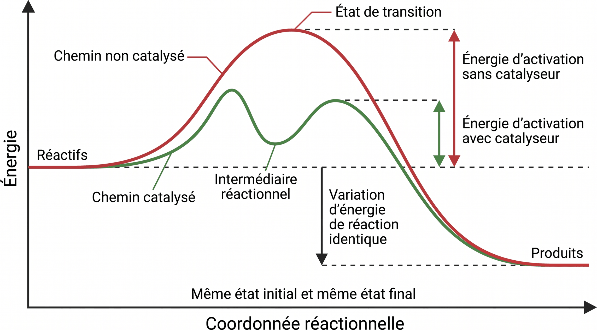 Effet d’un catalyseur sur le profil énergétique