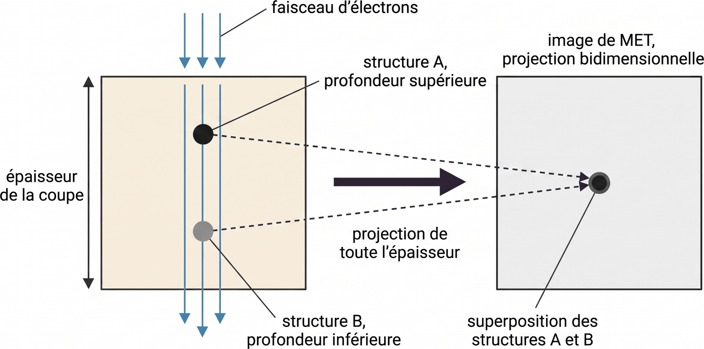 Superposition des structures dans une image de MET