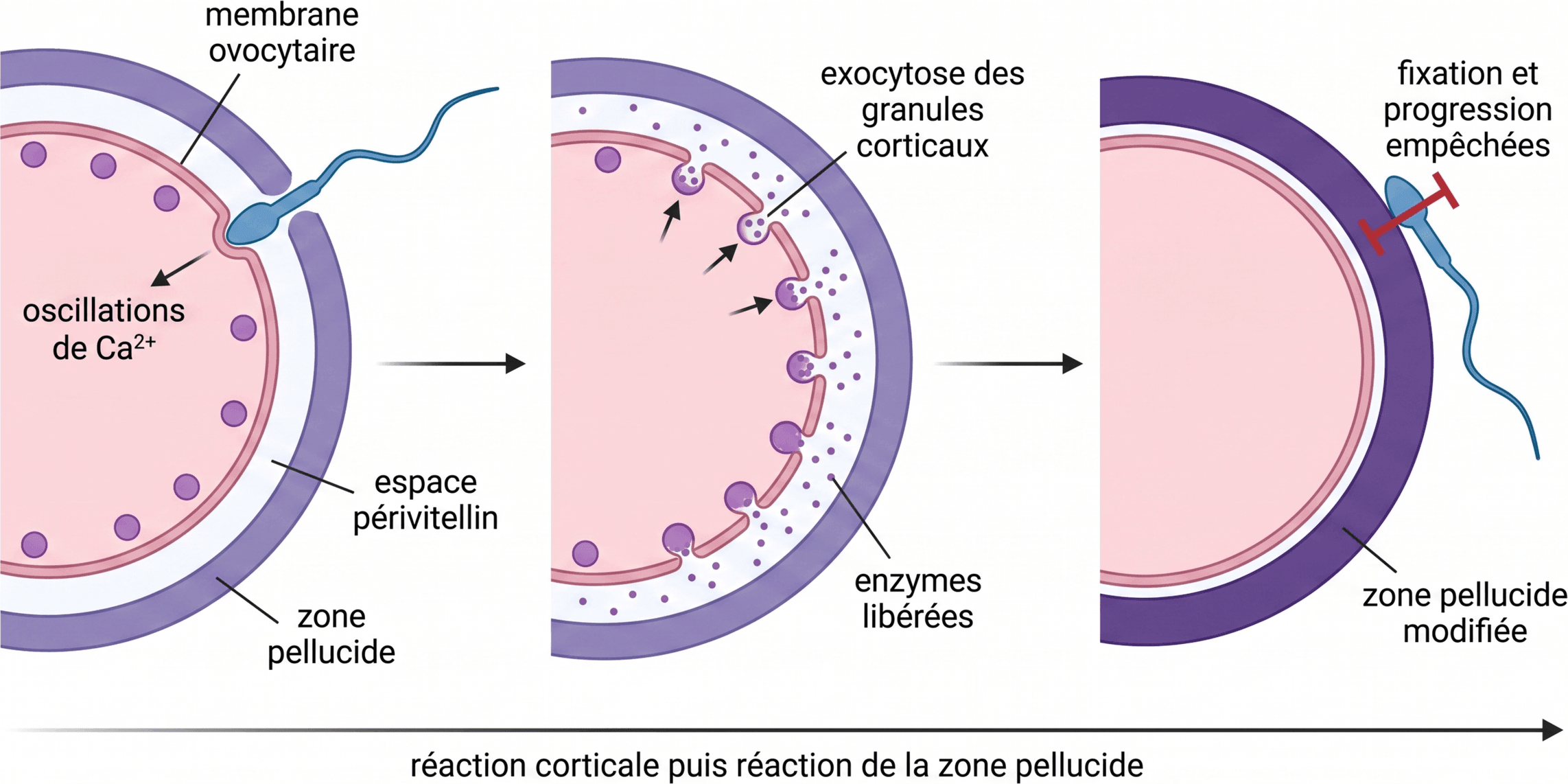 De la réaction corticale au blocage durable de la polyspermie