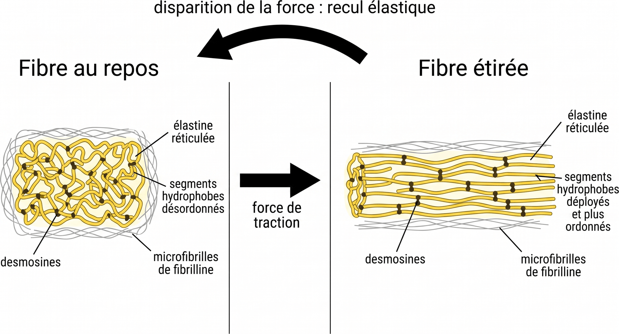 Étirement et recul d'une fibre élastique