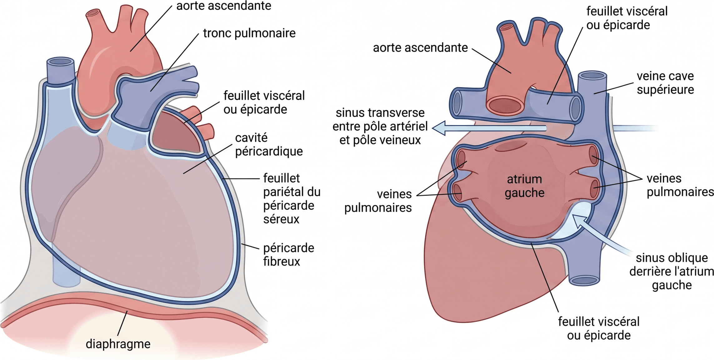 Réflexions du péricarde et sinus péricardiques