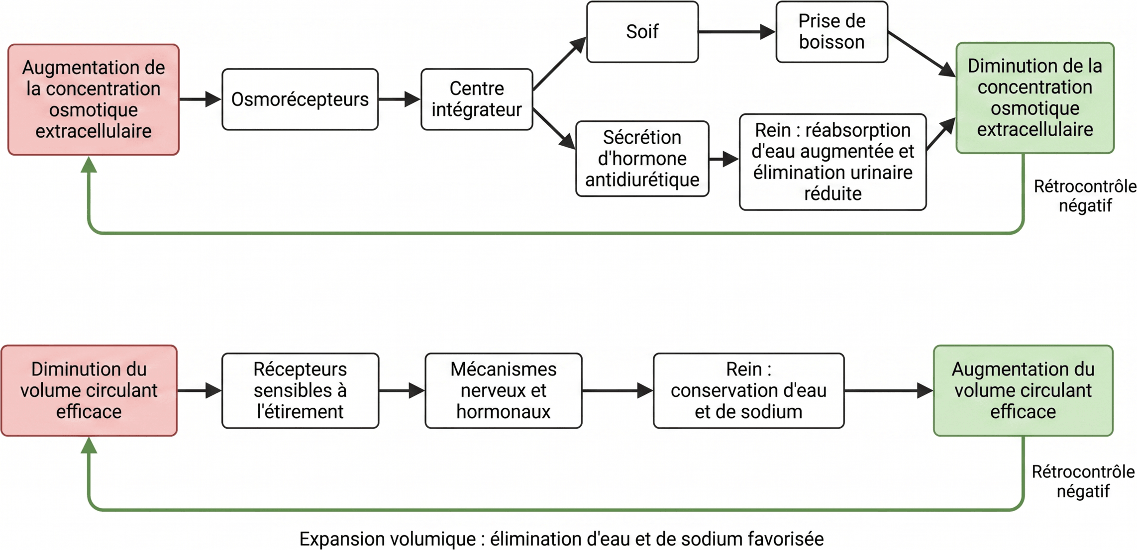 Deux boucles de régulation hydrique