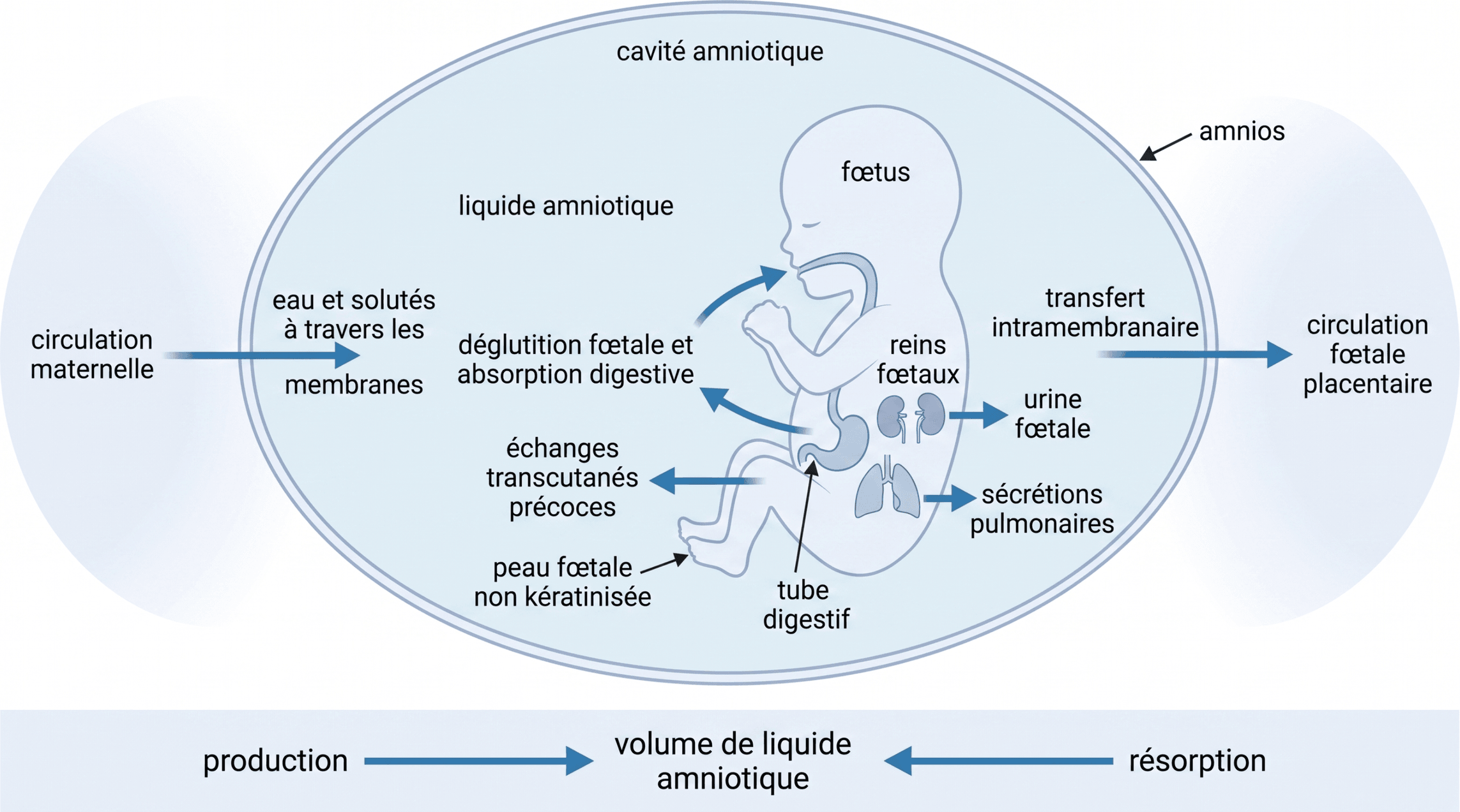 Renouvellement dynamique du liquide amniotique