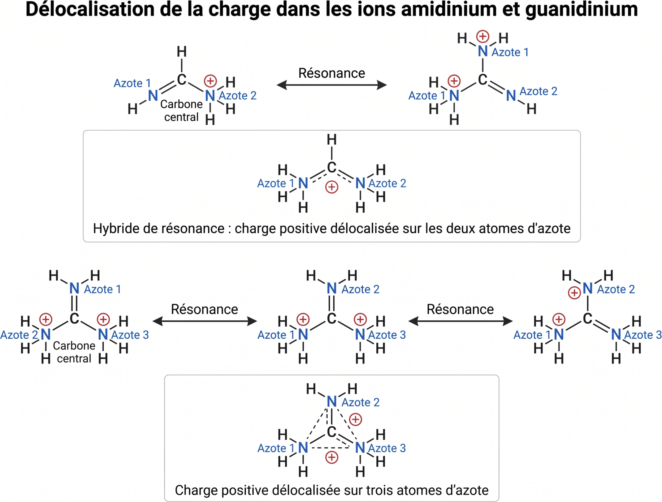 Délocalisation de la charge dans les ions amidinium et guanidinium