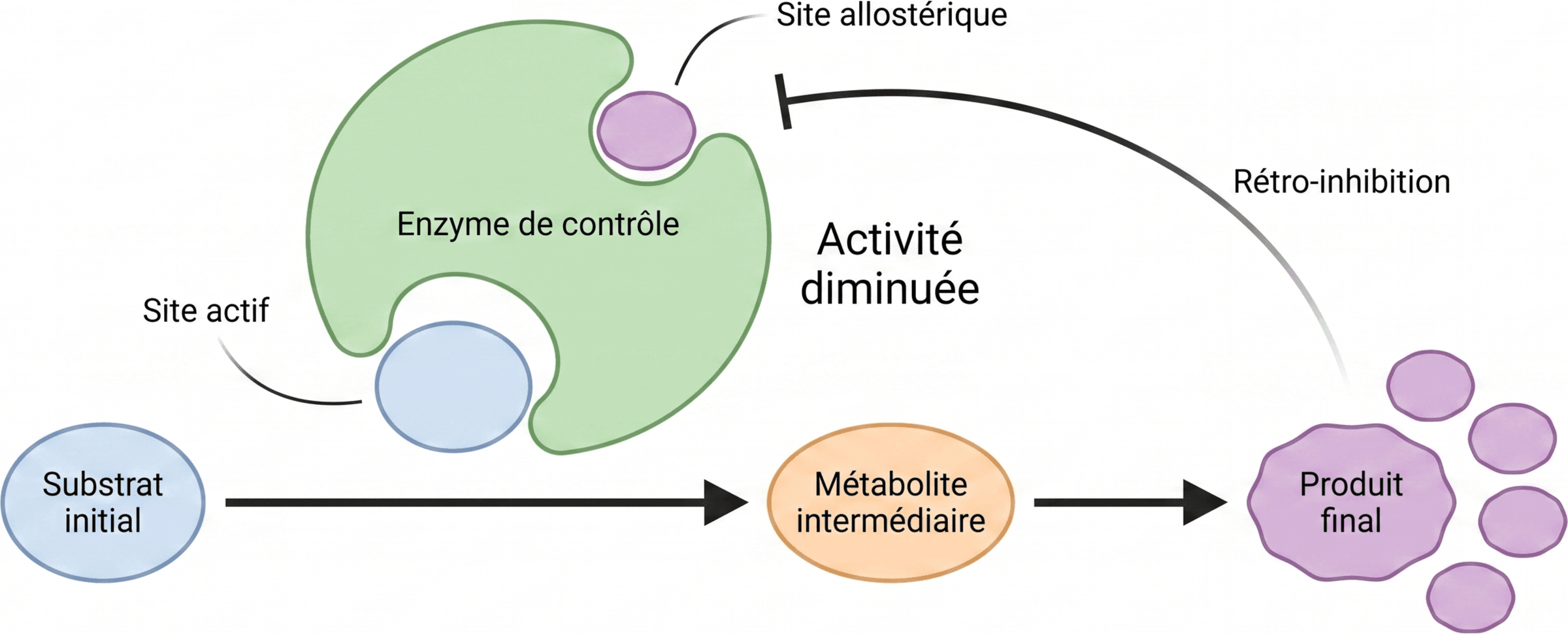 Rétro-inhibition allostérique d’une voie métabolique