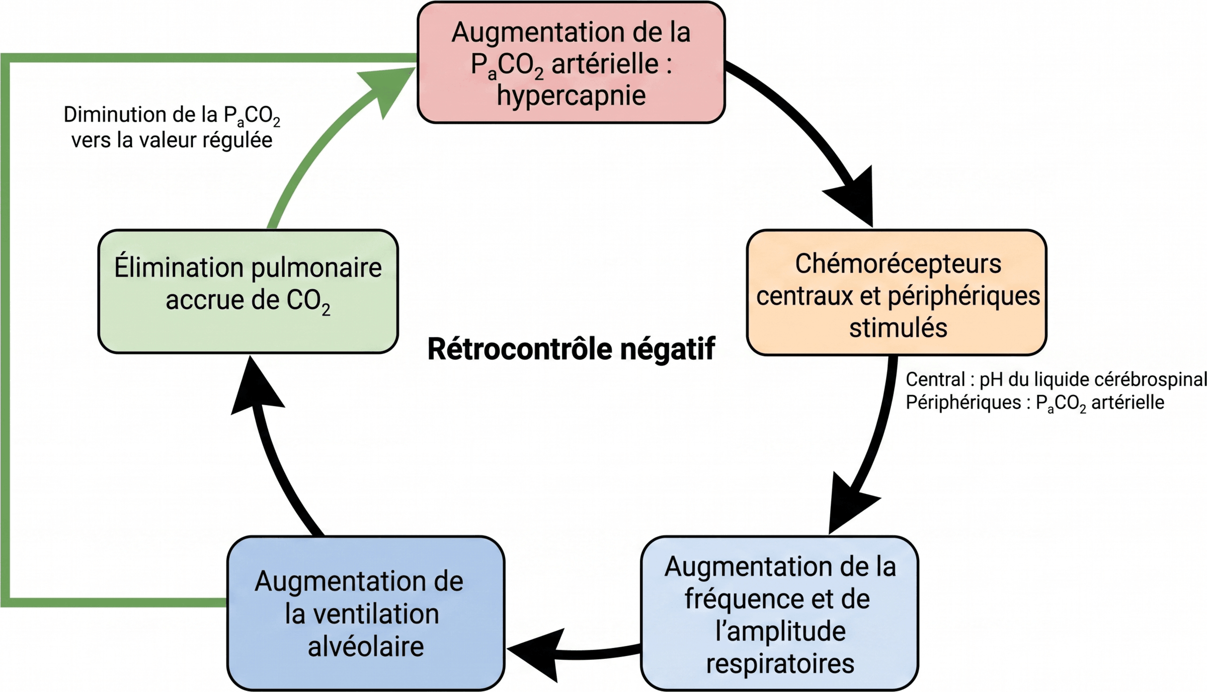 Boucle de rétrocontrôle ventilatoire lors d'une hypercapnie