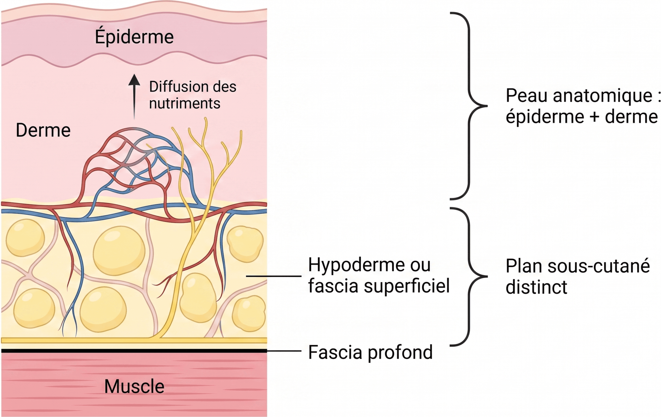 Enchaînement de la rétrotranscription et de la PCR