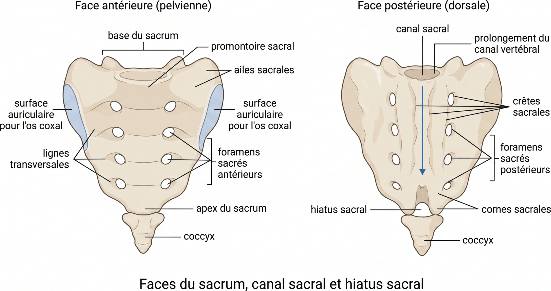 Faces du sacrum, canal sacral et hiatus sacral