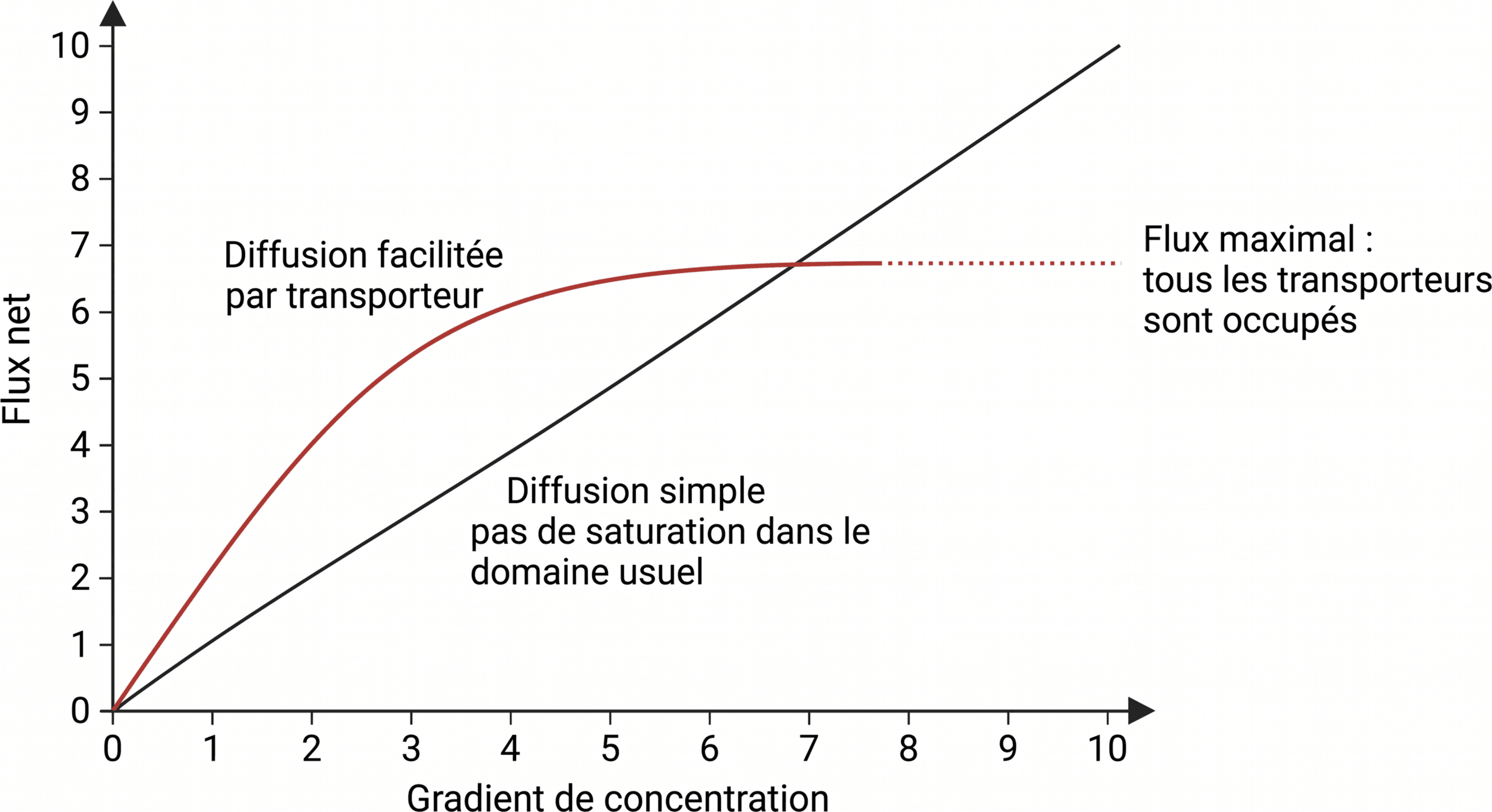 Saturation d'un transporteur lors de la diffusion facilitée