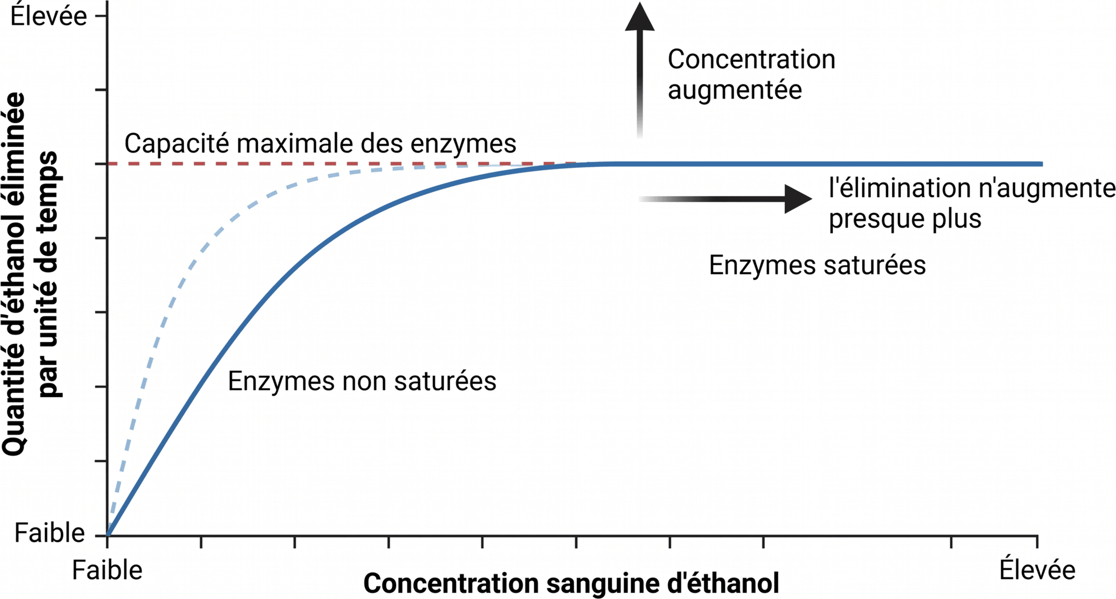 La saturation de l'élimination de l'éthanol