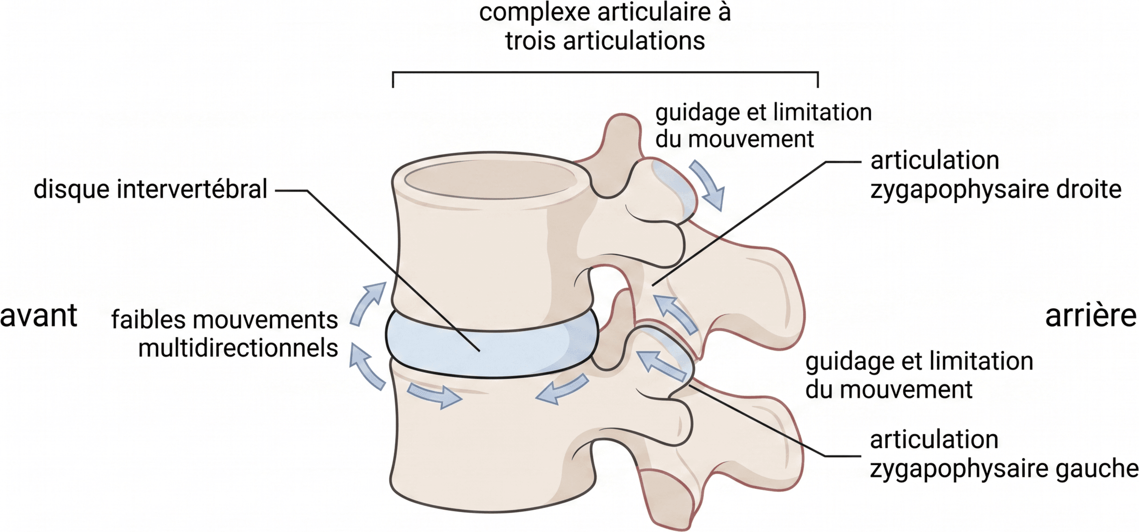 Le complexe articulaire à trois articulations du segment vertébral mobile