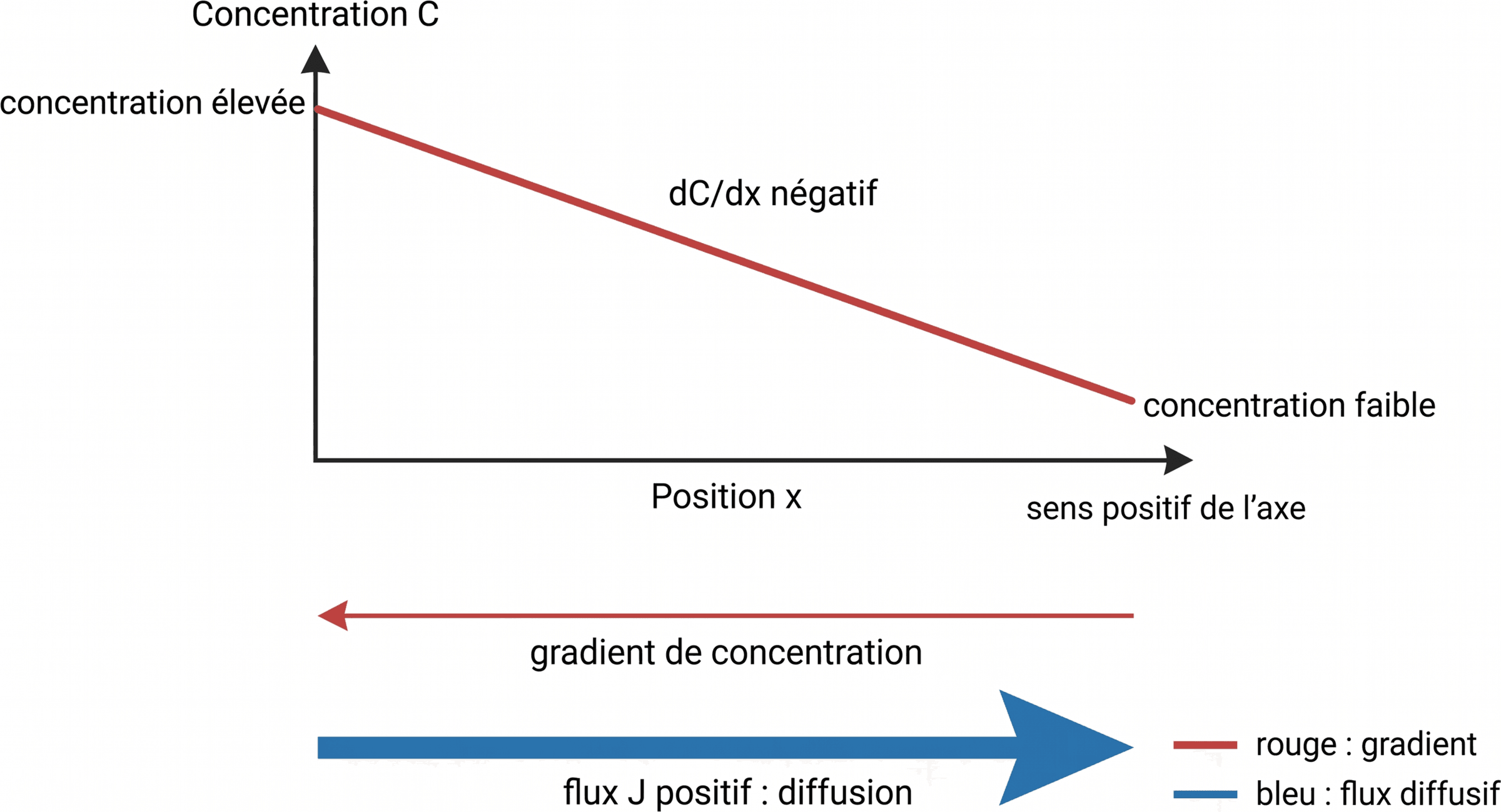 Sens opposés du gradient de concentration et du flux diffusif