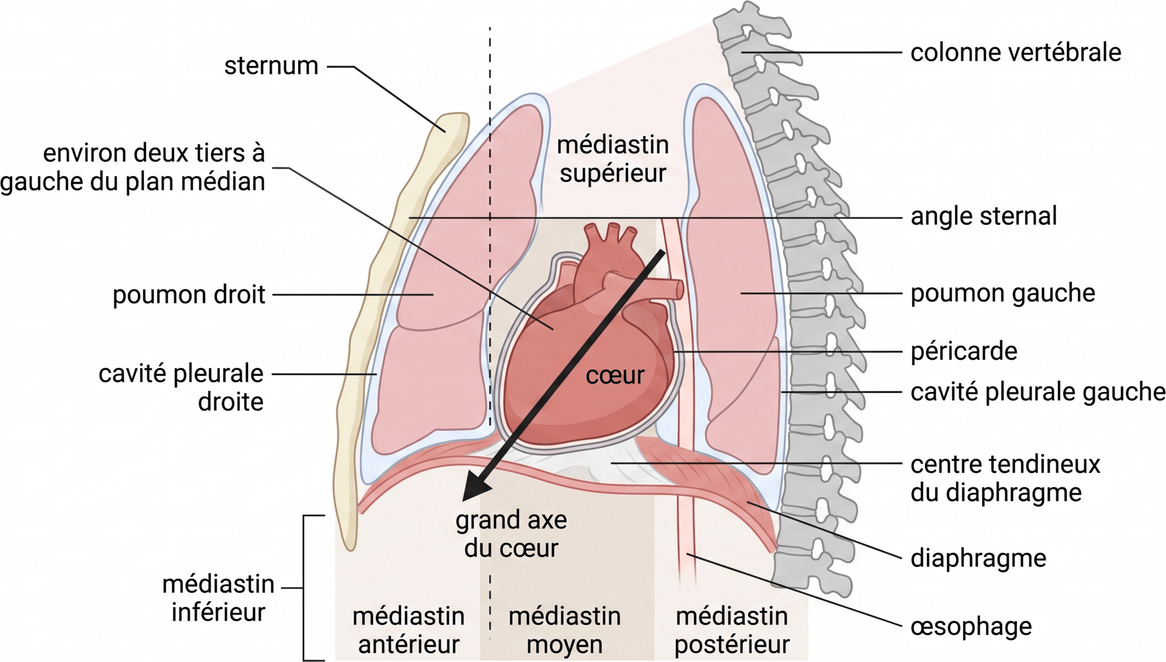 Situation du cœur dans le médiastin