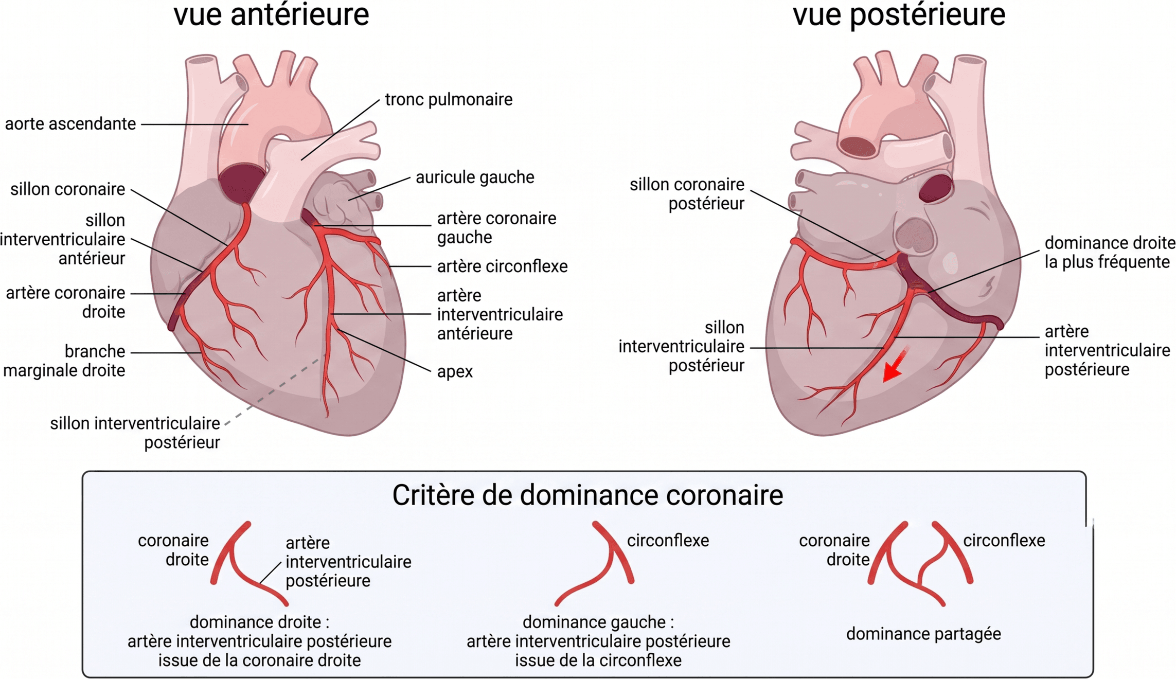 Trajet des artères coronaires et critère de dominance