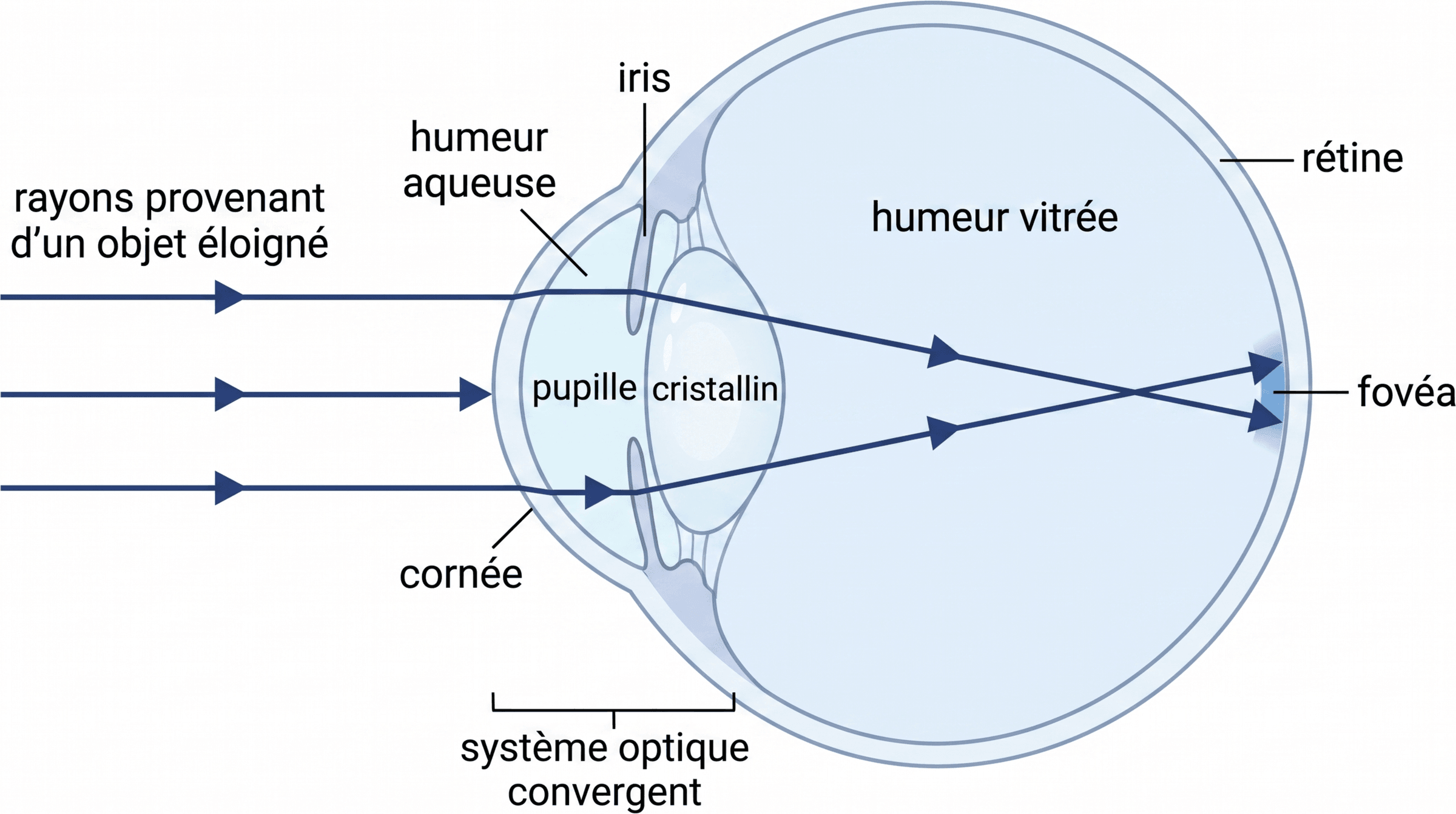 Trajet lumineux dans le modèle optique de l’œil