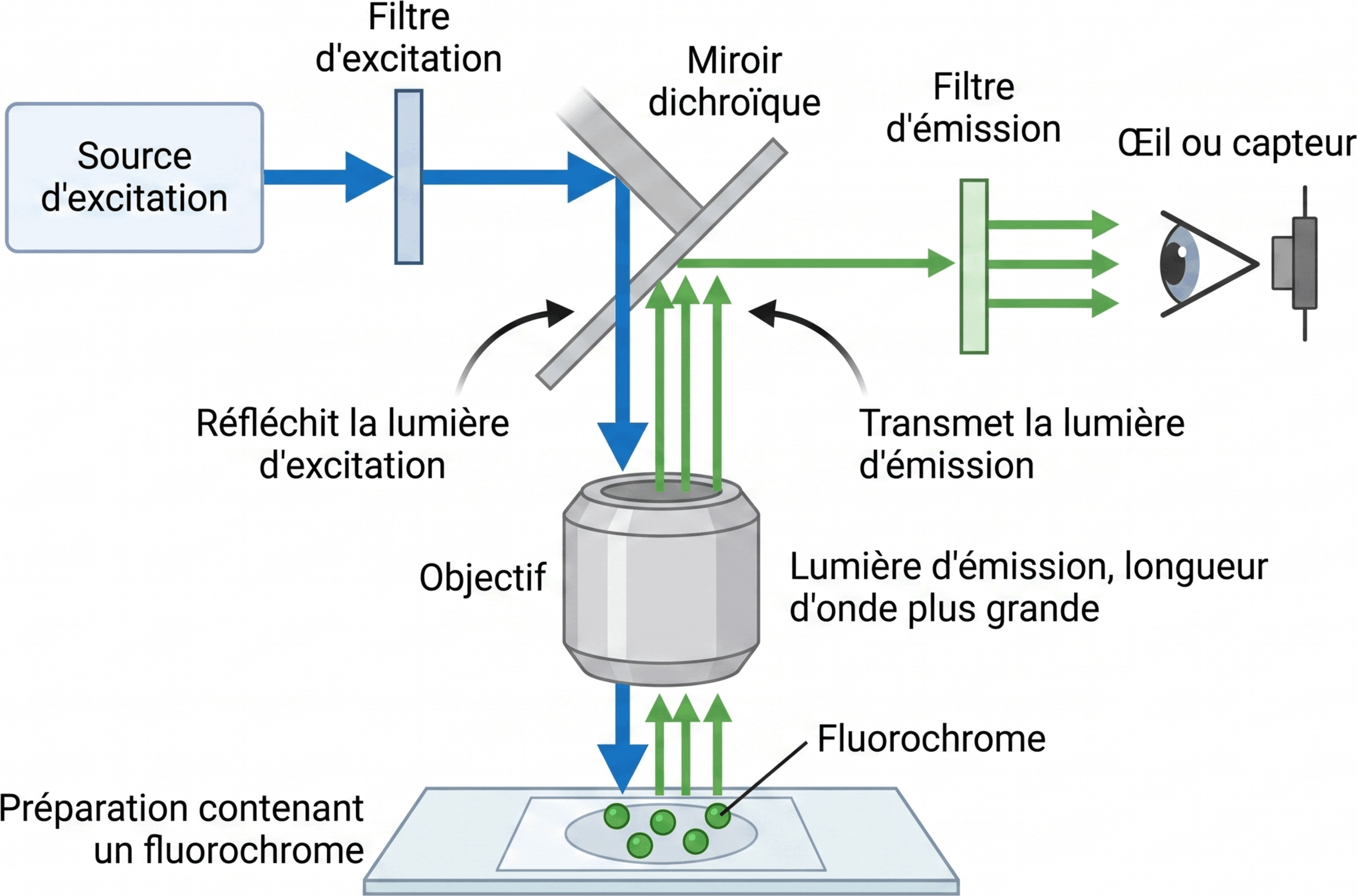 Séparation de l'excitation et de l'émission en épifluorescence