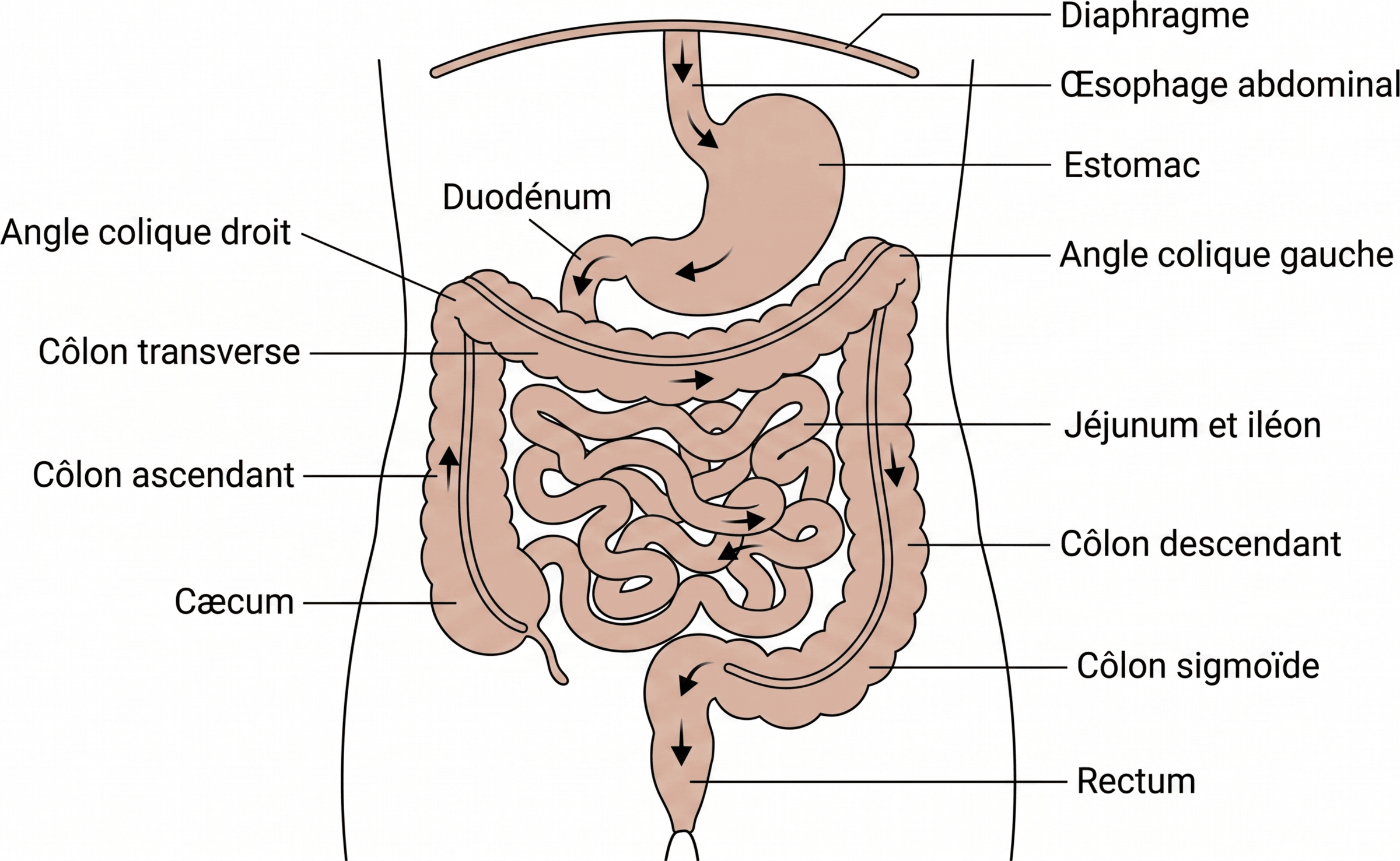 Disposition générale du tube digestif dans l'abdomen