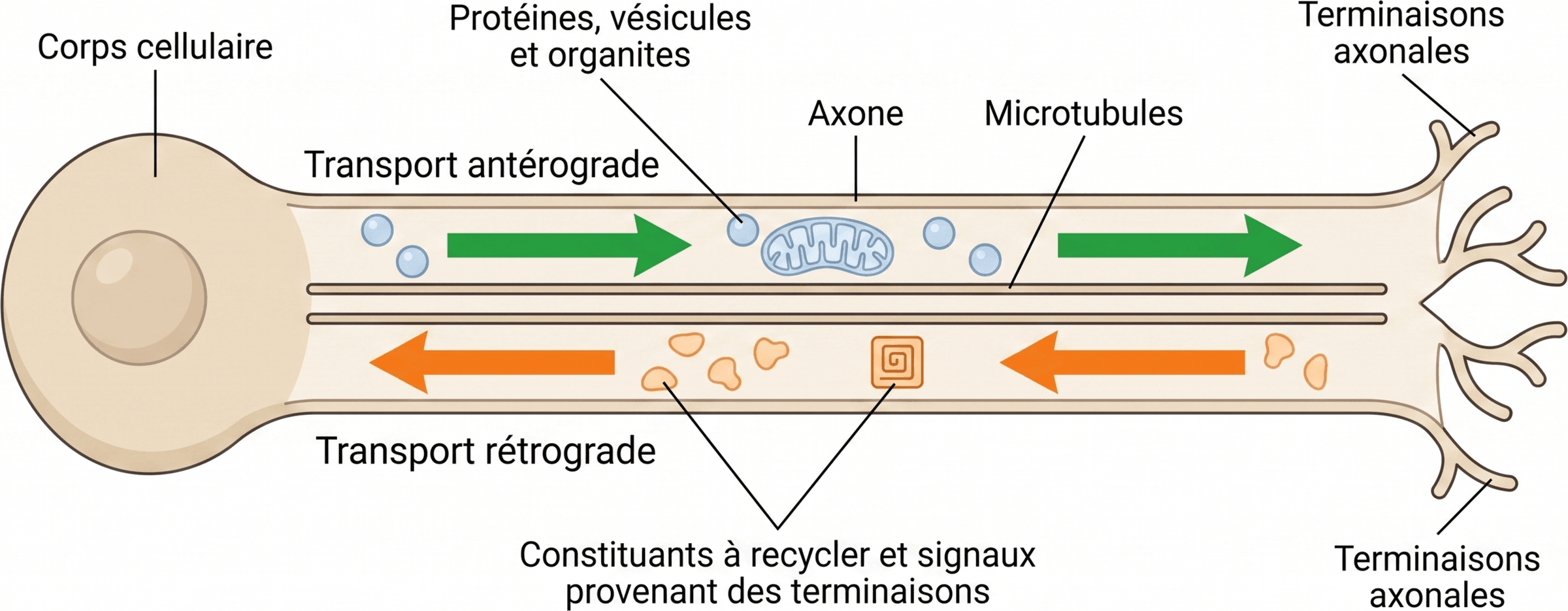 Les deux sens du transport axonal