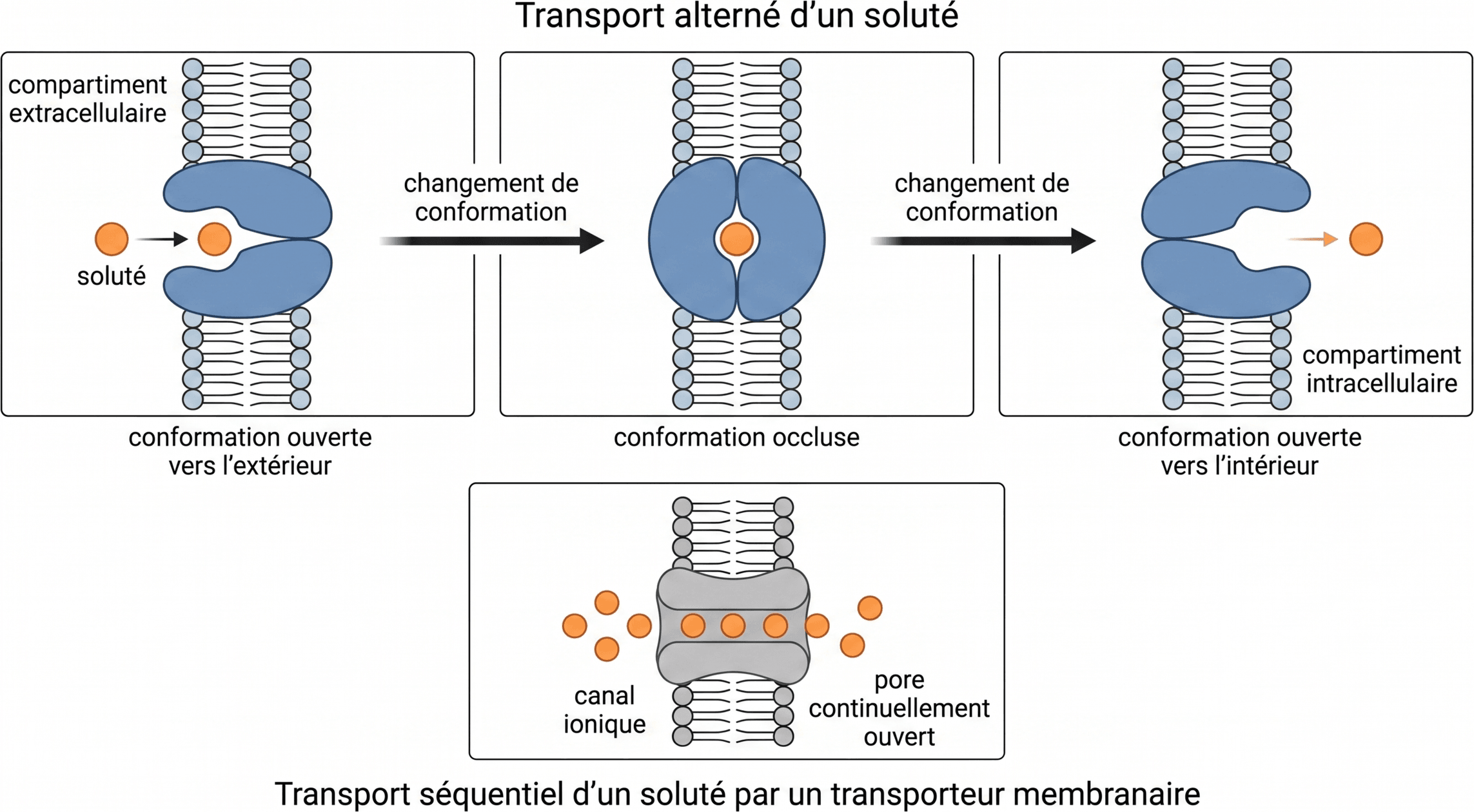 Transport séquentiel d’un soluté par un transporteur membranaire