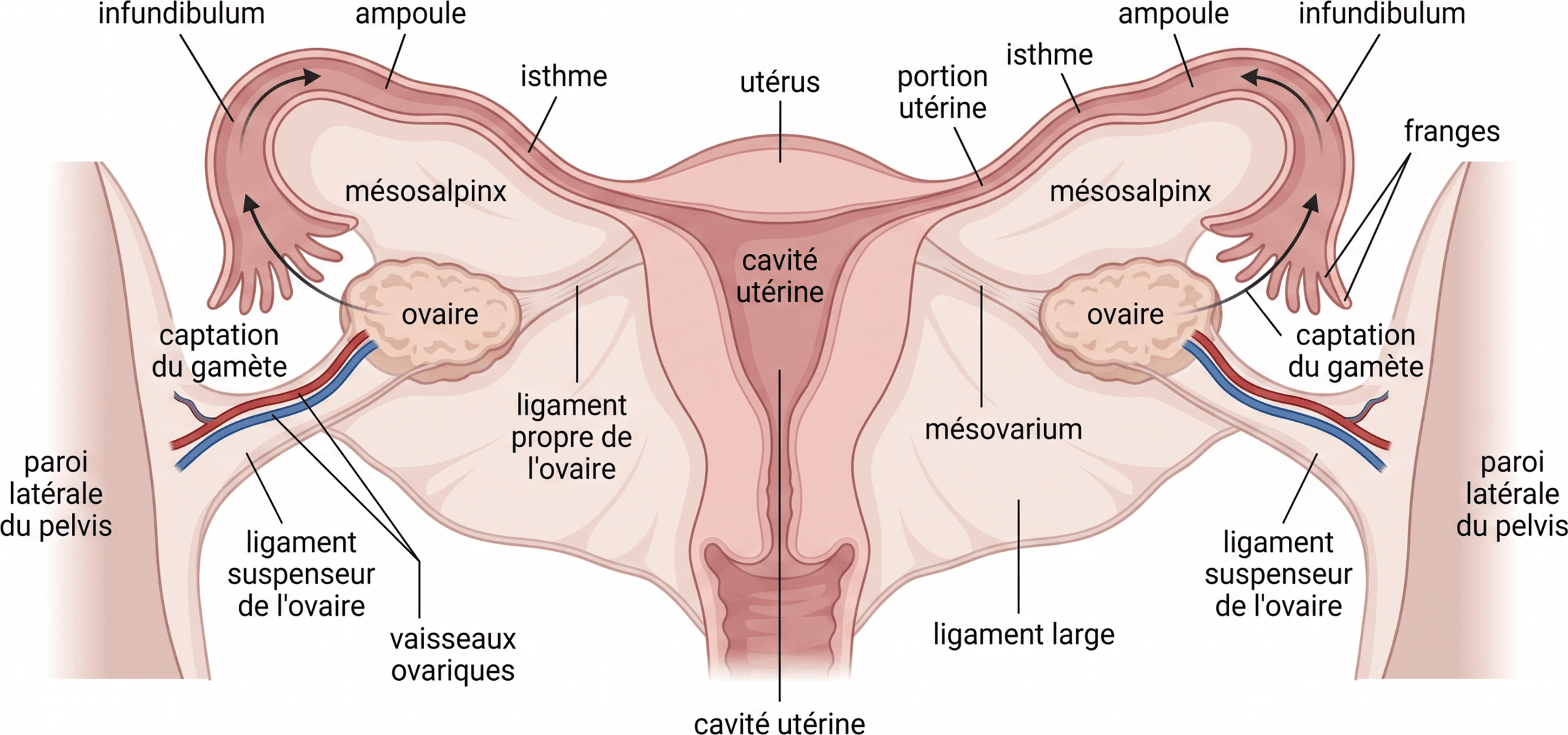 Rapports entre ovaire, trompe utérine et ligament large