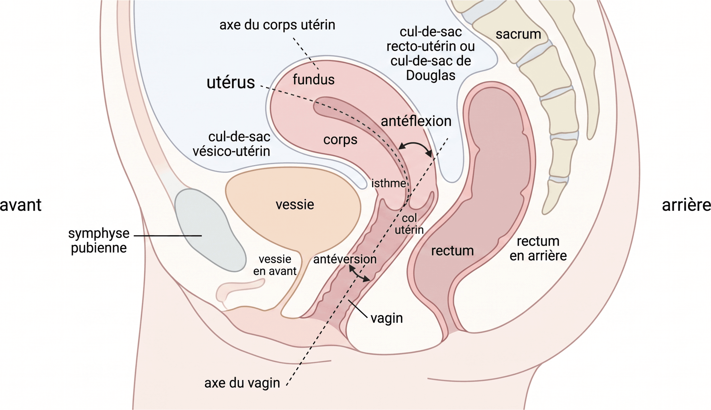 Antéversion, antéflexion et rapports sagittaux de l'utérus