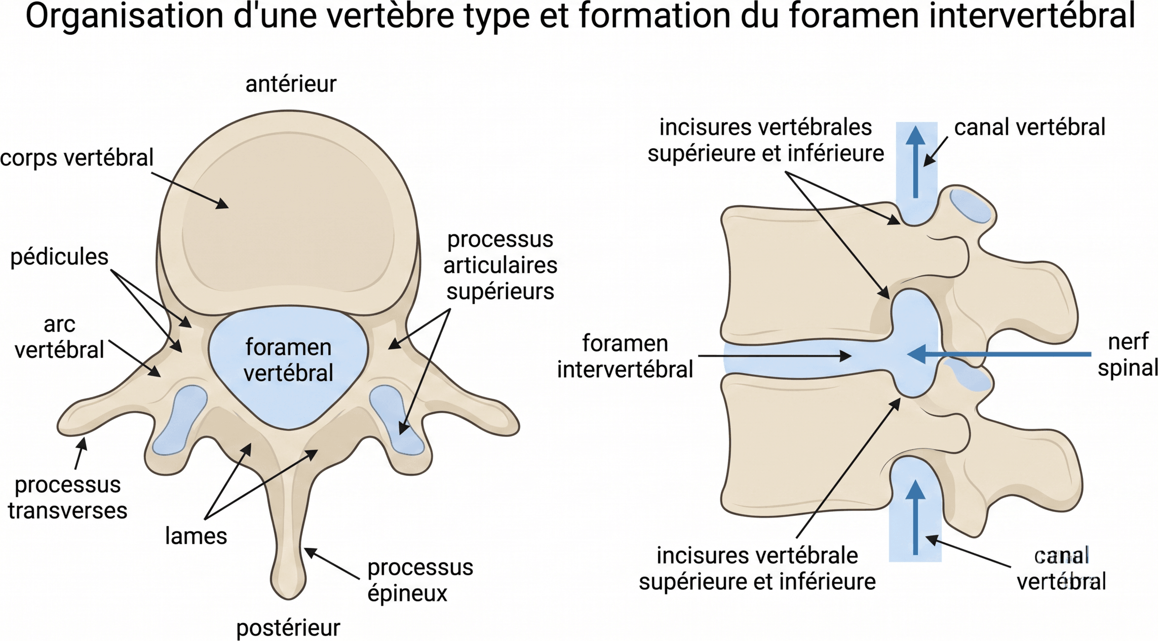 Organisation d'une vertèbre type et formation du foramen intervertébral