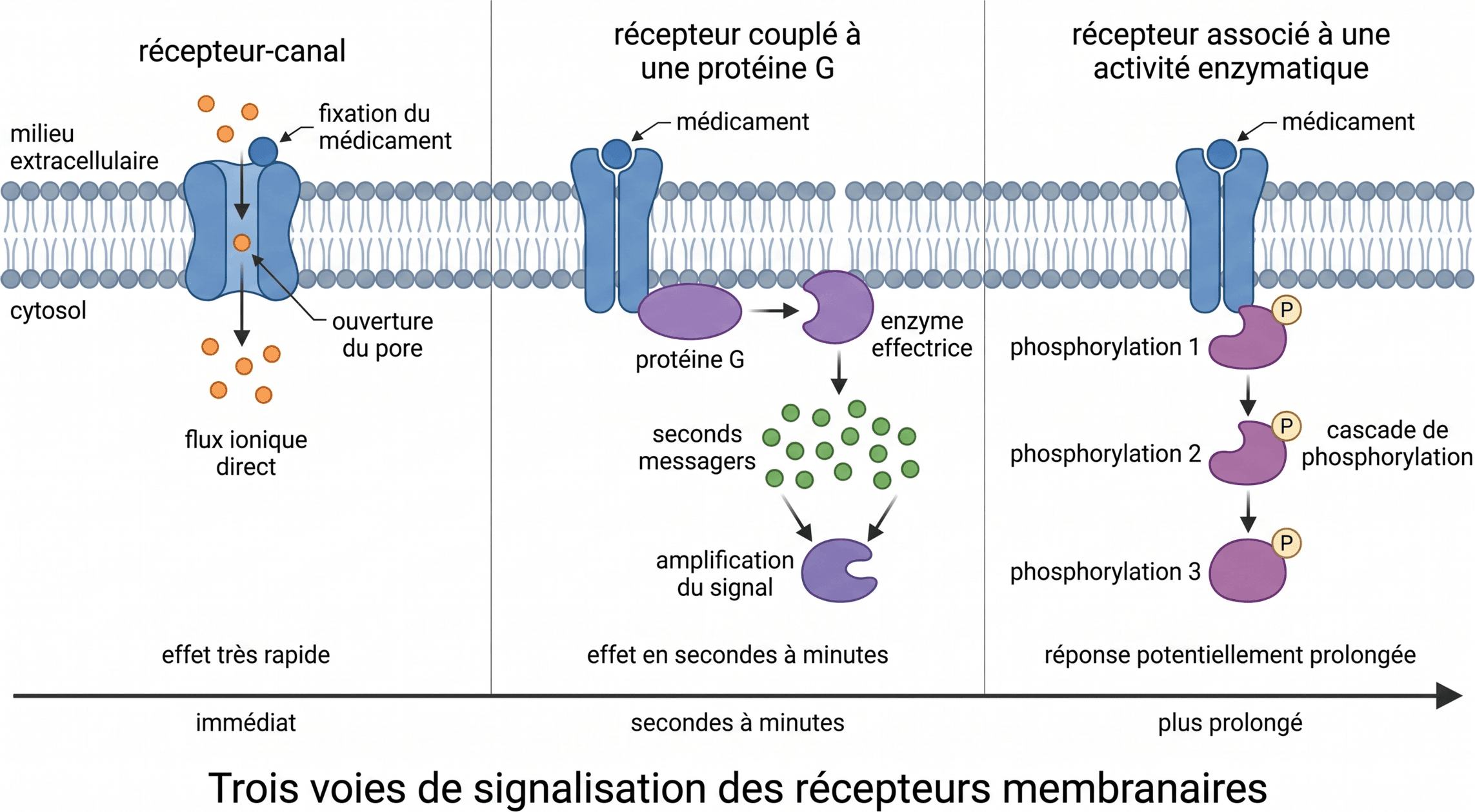Trois voies de signalisation des récepteurs membranaires
