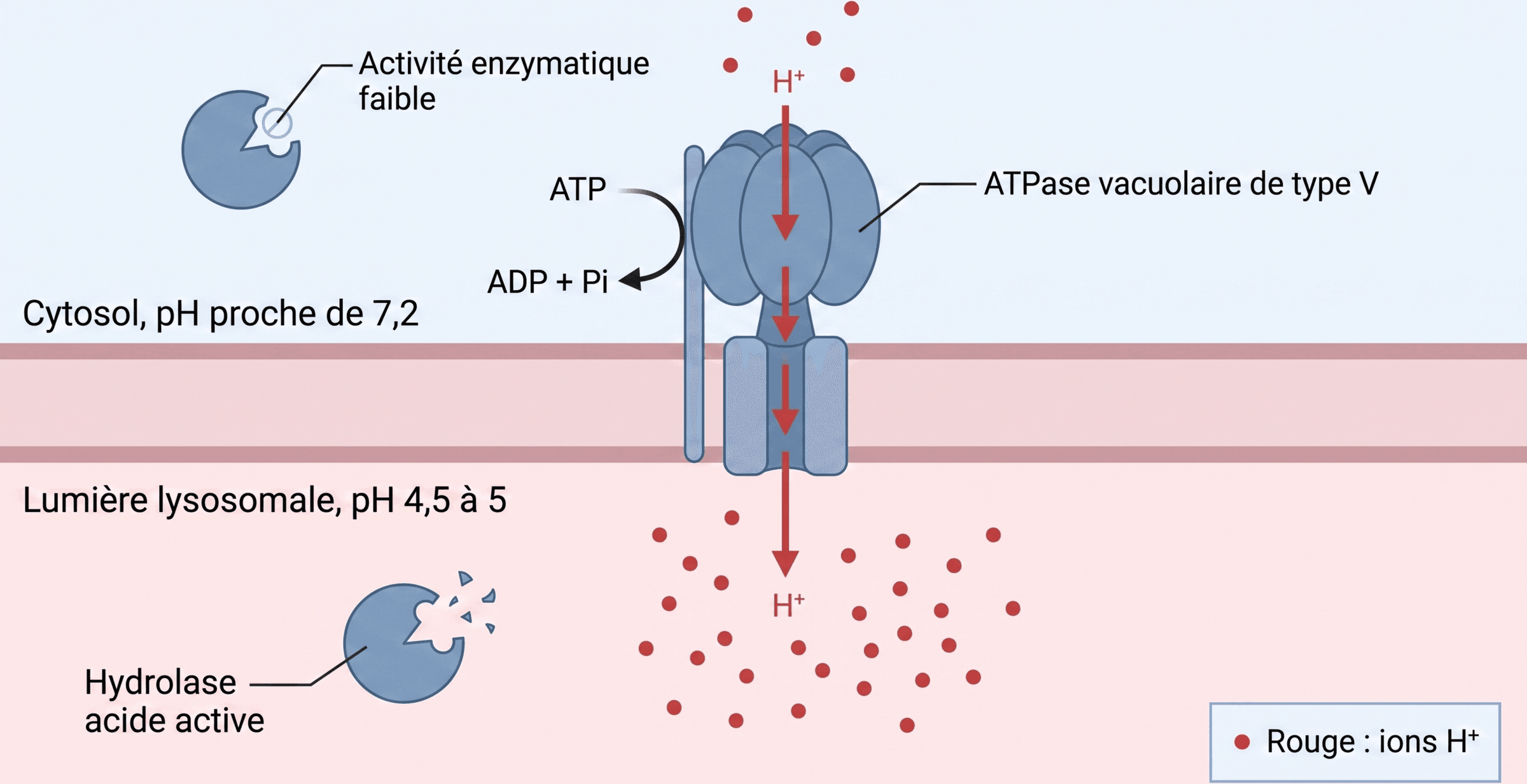 Acidification de la lumière lysosomale par l’ATPase vacuolaire de type V