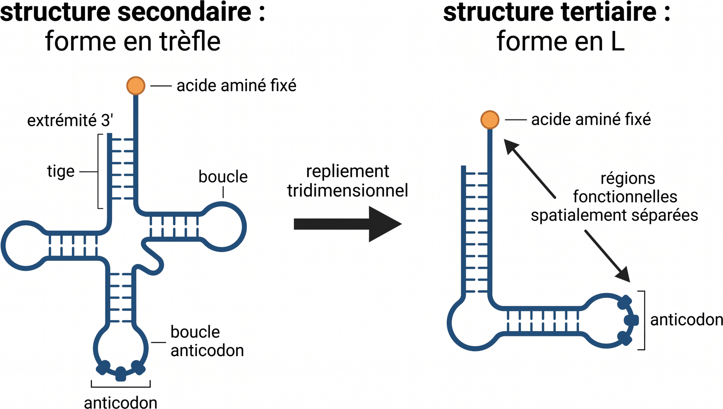 Du trèfle à la forme en L de l'ARNt