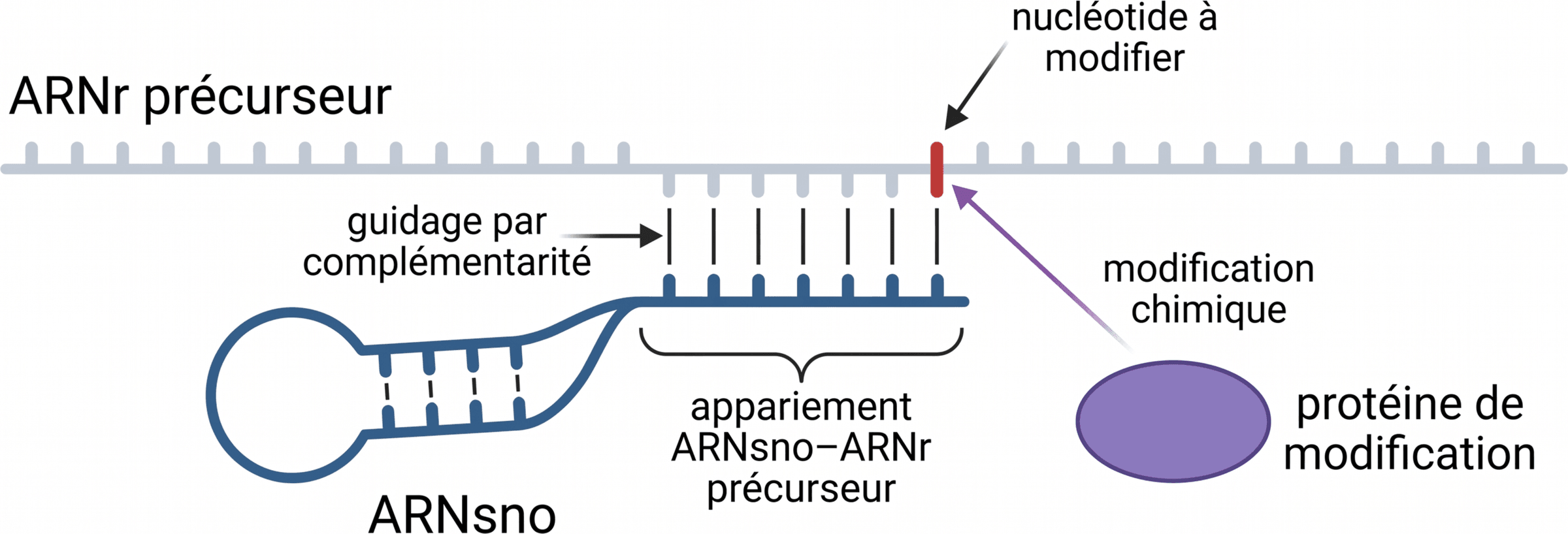 Guidage d'une modification d'ARNr par un ARNsno